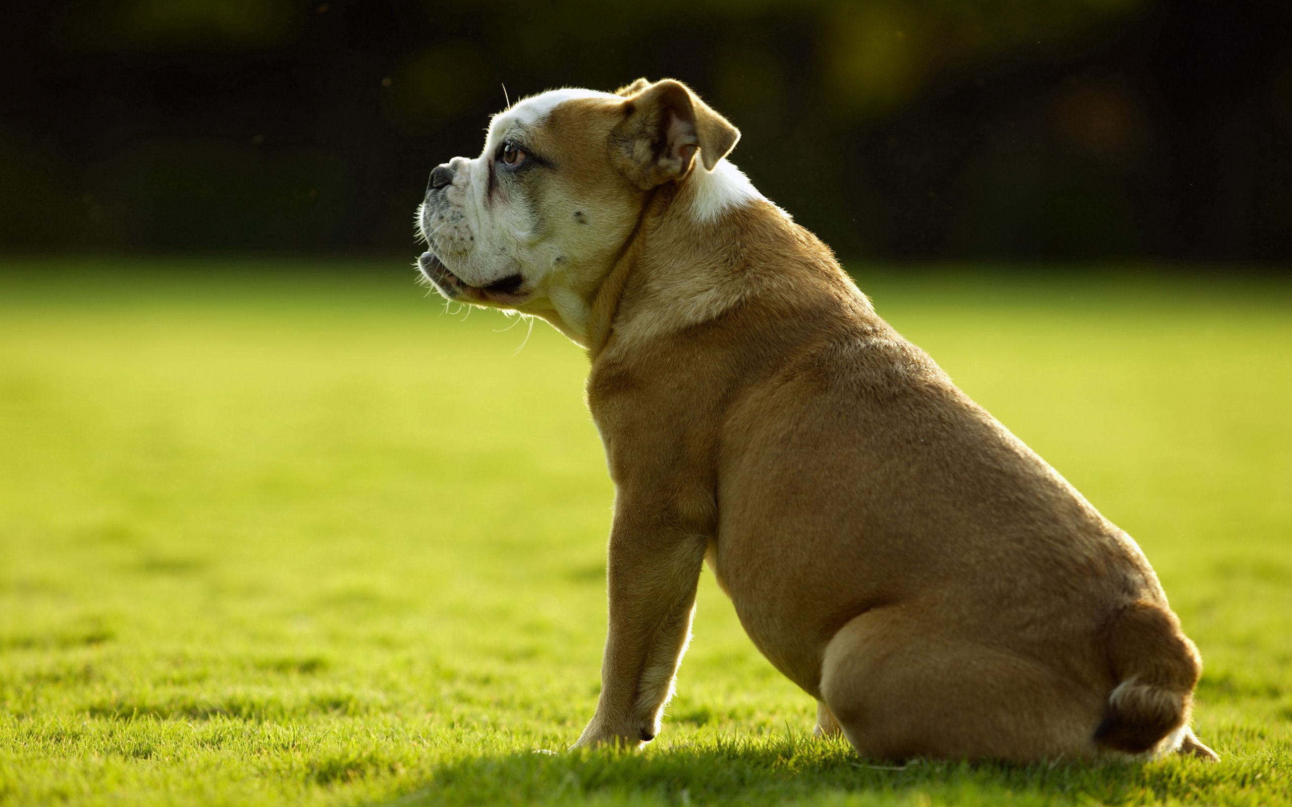 PCデスクトップに草, 座る, ブルドッグ, 動物, 犬画像を無料でダウンロード