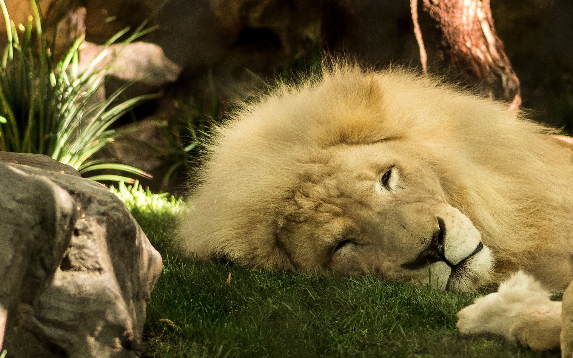 Téléchargez des papiers peints mobile Lion, Chats, Animaux gratuitement.