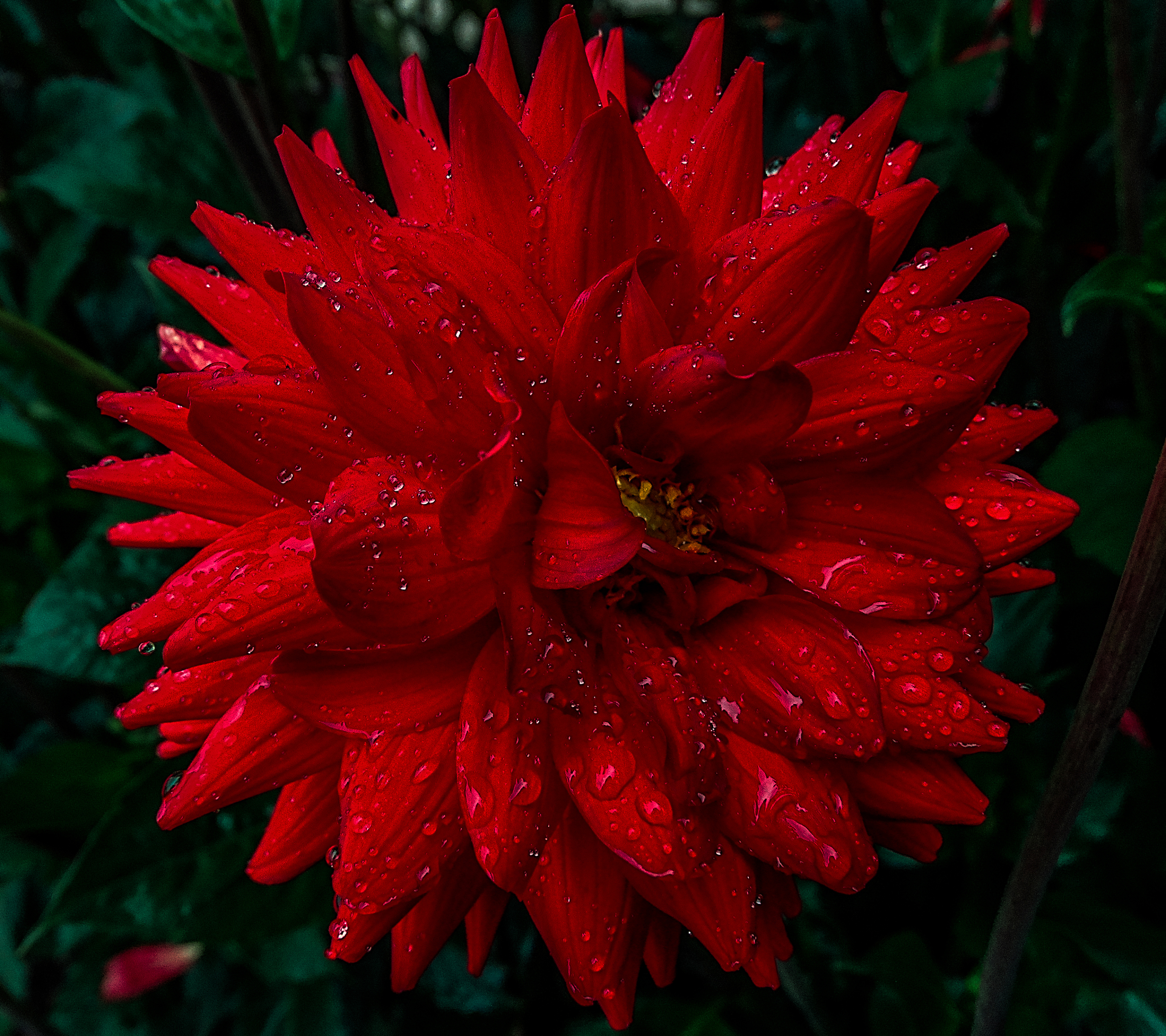 Download mobile wallpaper Flowers, Flower, Close Up, Earth, Dahlia, Red Flower, Water Drop for free.