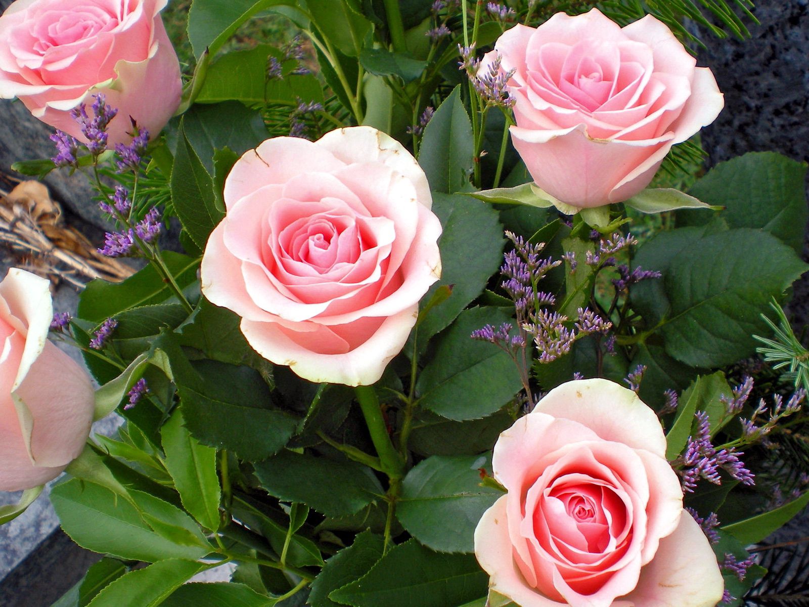 Téléchargez gratuitement l'image Feuilles, Fleurs, Bouquet, Roses sur le bureau de votre PC