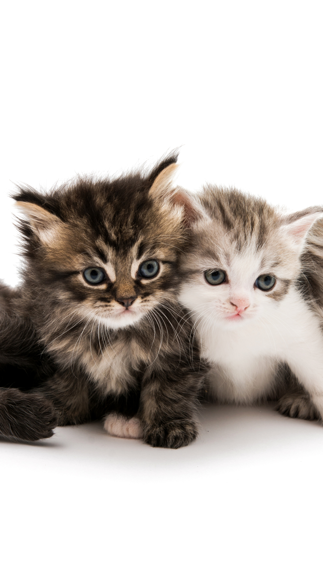 無料モバイル壁紙動物, ネコ, 猫, 子猫, 可愛い, 赤ちゃん動物をダウンロードします。