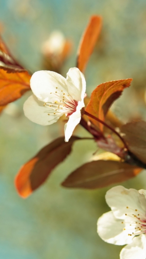 Baixar papel de parede para celular de Flores, Floração, Terra/natureza gratuito.