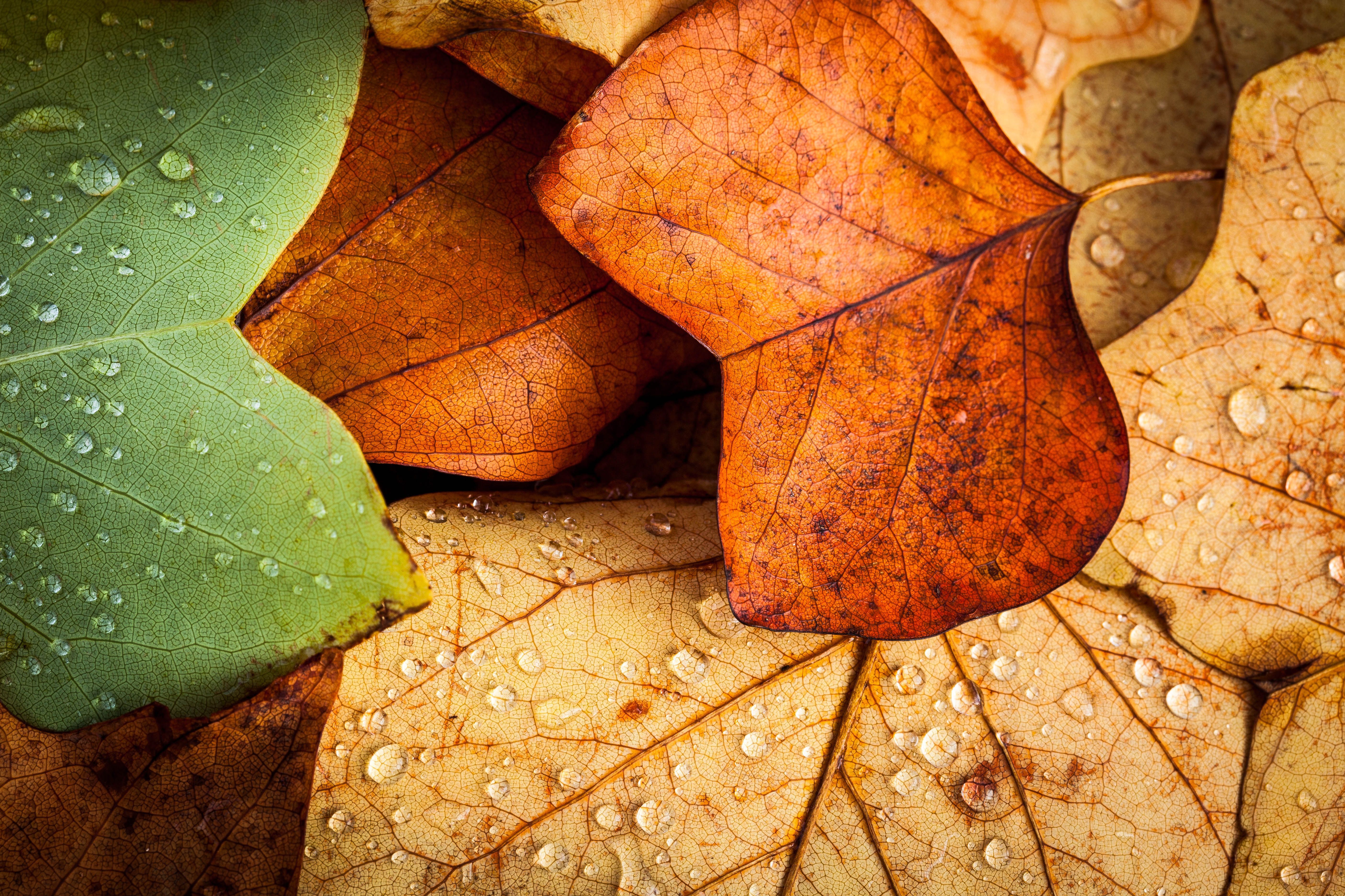 Download mobile wallpaper Leaf, Fall, Earth, Colors, Water Drop for free.
