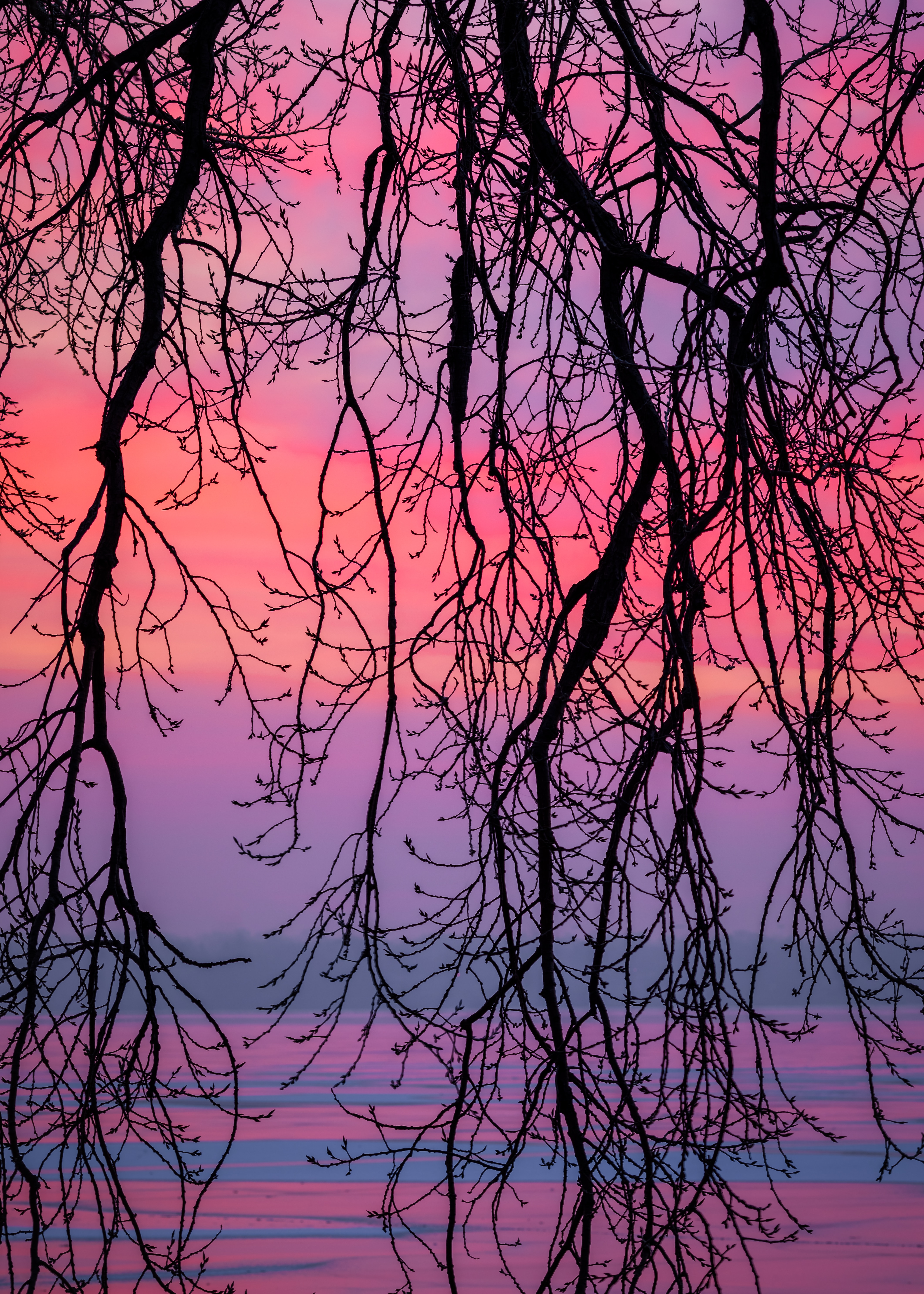branches, violet, nature, sky, twilight, dusk, purple wallpaper for mobile