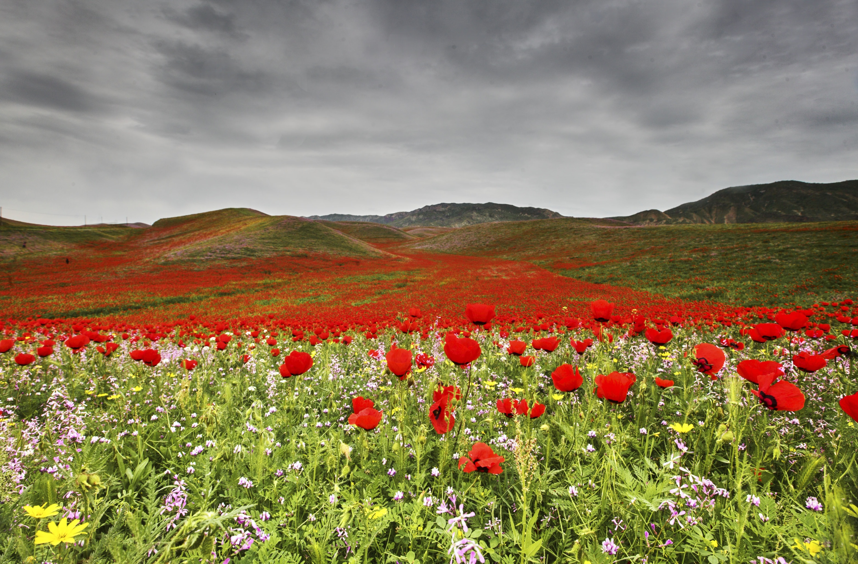 Téléchargez gratuitement l'image Paysage, Fleur, Prairie, Coquelicot, Fleur Rouge, La Nature, Terre/nature sur le bureau de votre PC