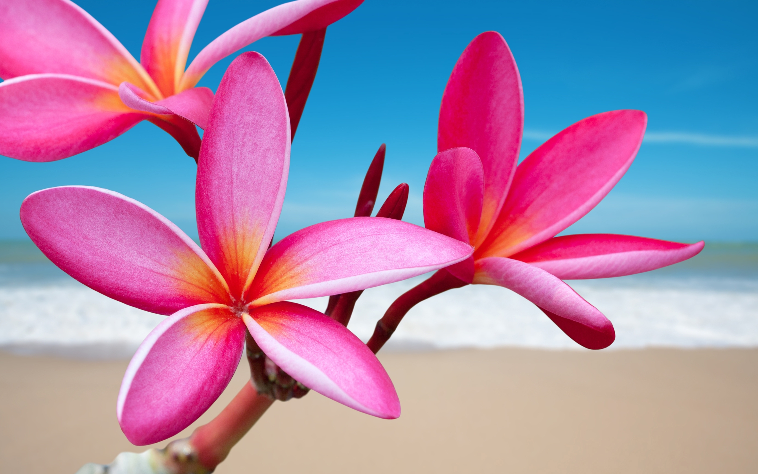 Download mobile wallpaper Flowers, Flower, Earth, Plumeria, Frangipani, Pink Flower for free.