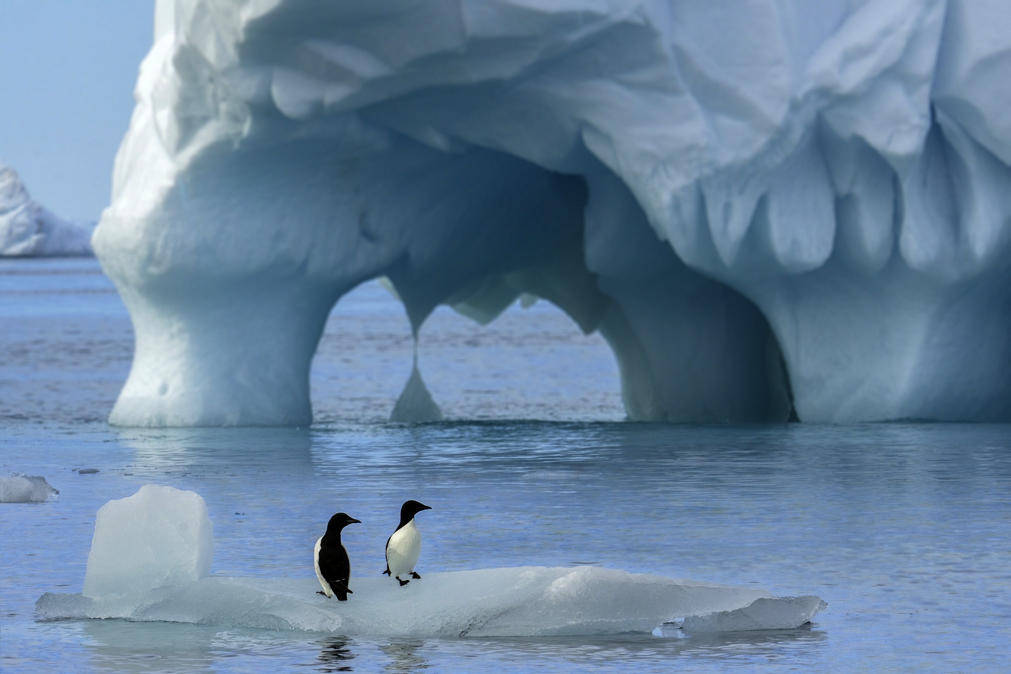 Download mobile wallpaper Birds, Animal, Antarctica, Penguin for free.