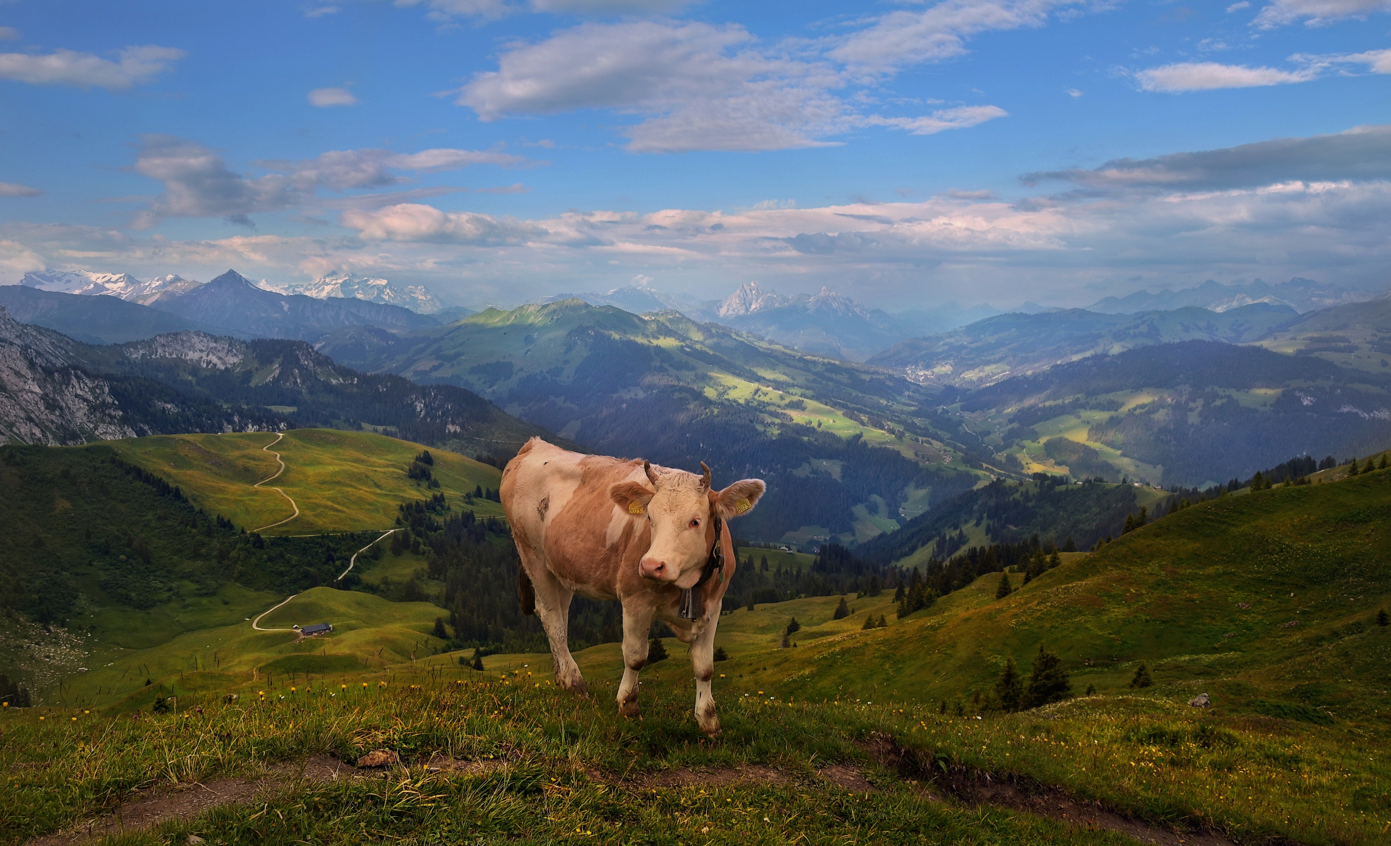 1006613 завантажити шпалери тварина, корова, альпи, гора, пасовище - заставки і картинки безкоштовно
