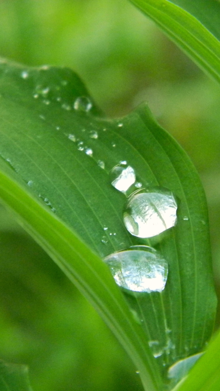 Baixar papel de parede para celular de Natureza, Pingos De Chuva, Terra/natureza, Gota De Água gratuito.