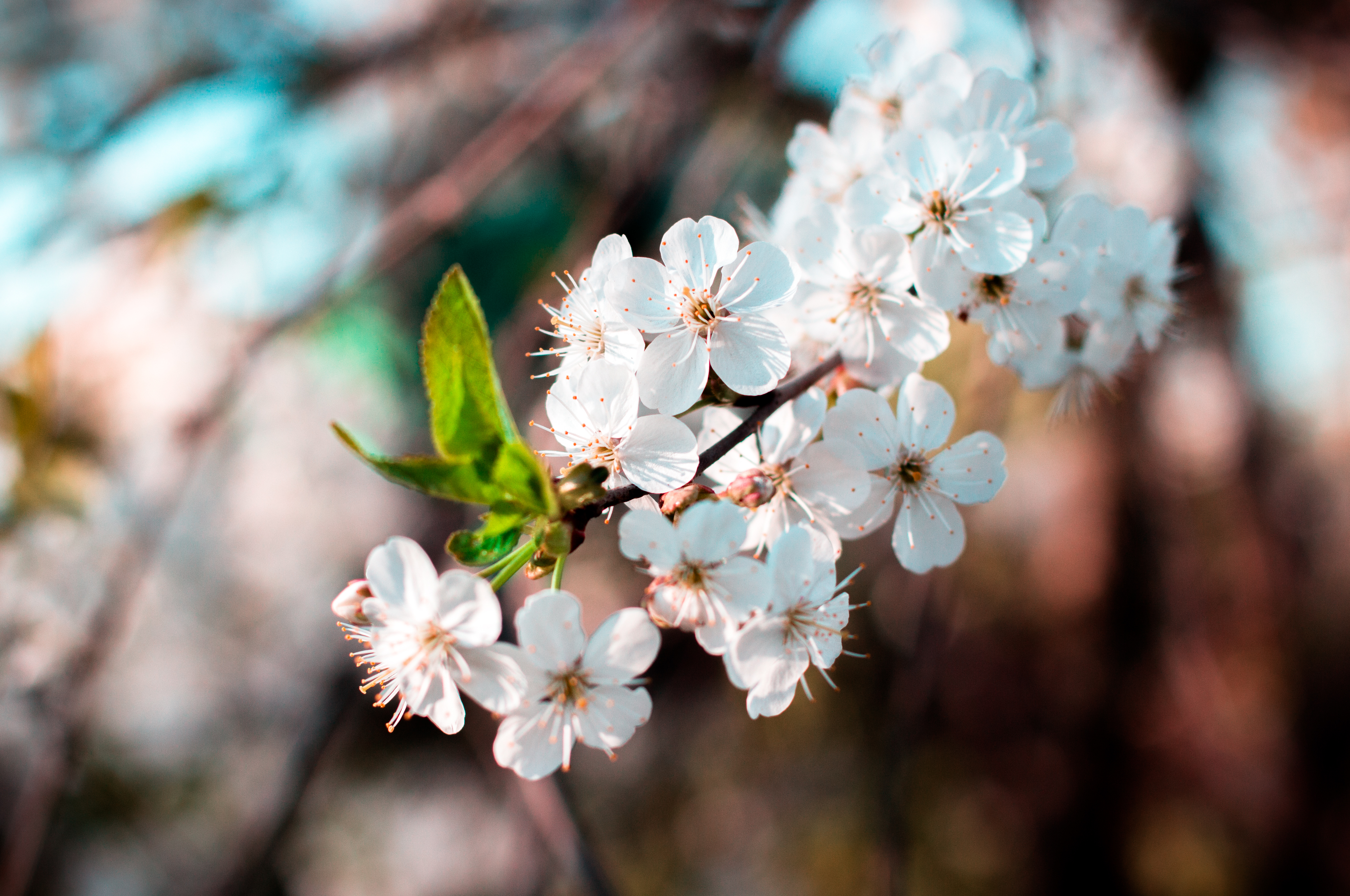 Download mobile wallpaper Flowers, Earth, Blossom for free.