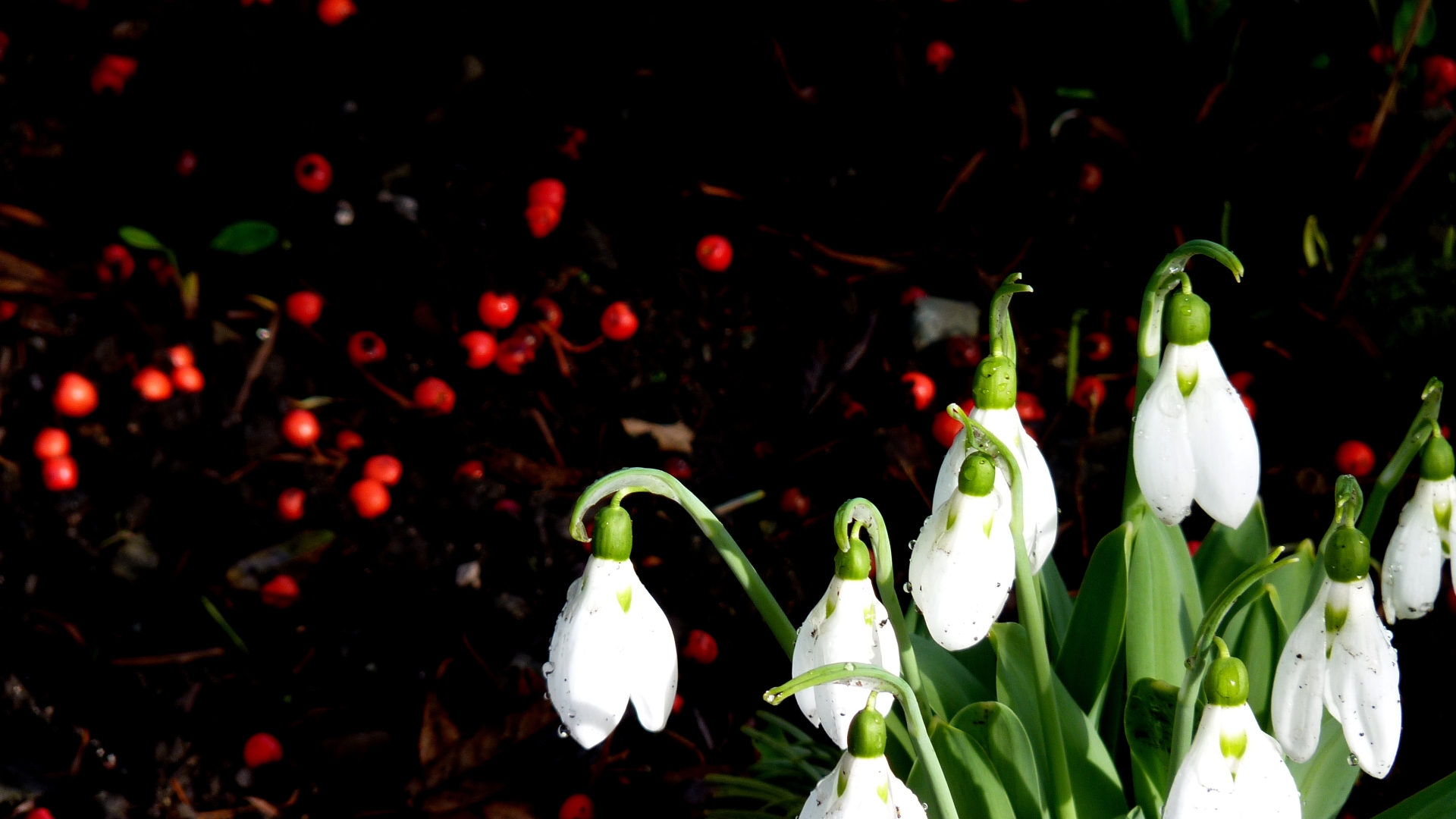 Free download wallpaper Flowers, Earth, Snowdrop on your PC desktop