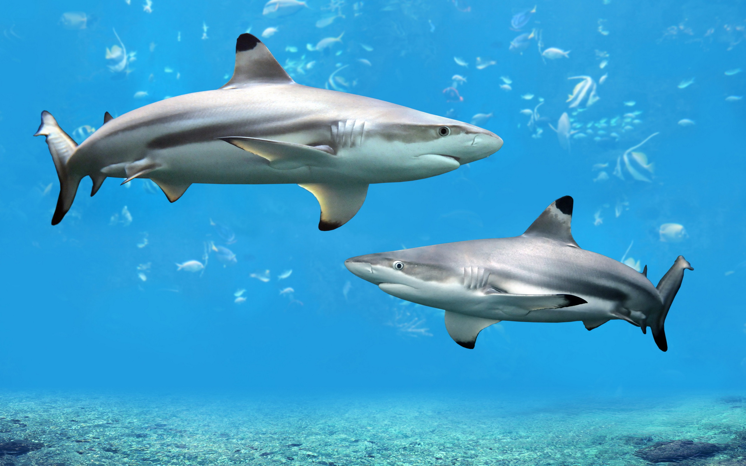 Laden Sie das Tiere, Hai, Haie-Bild kostenlos auf Ihren PC-Desktop herunter