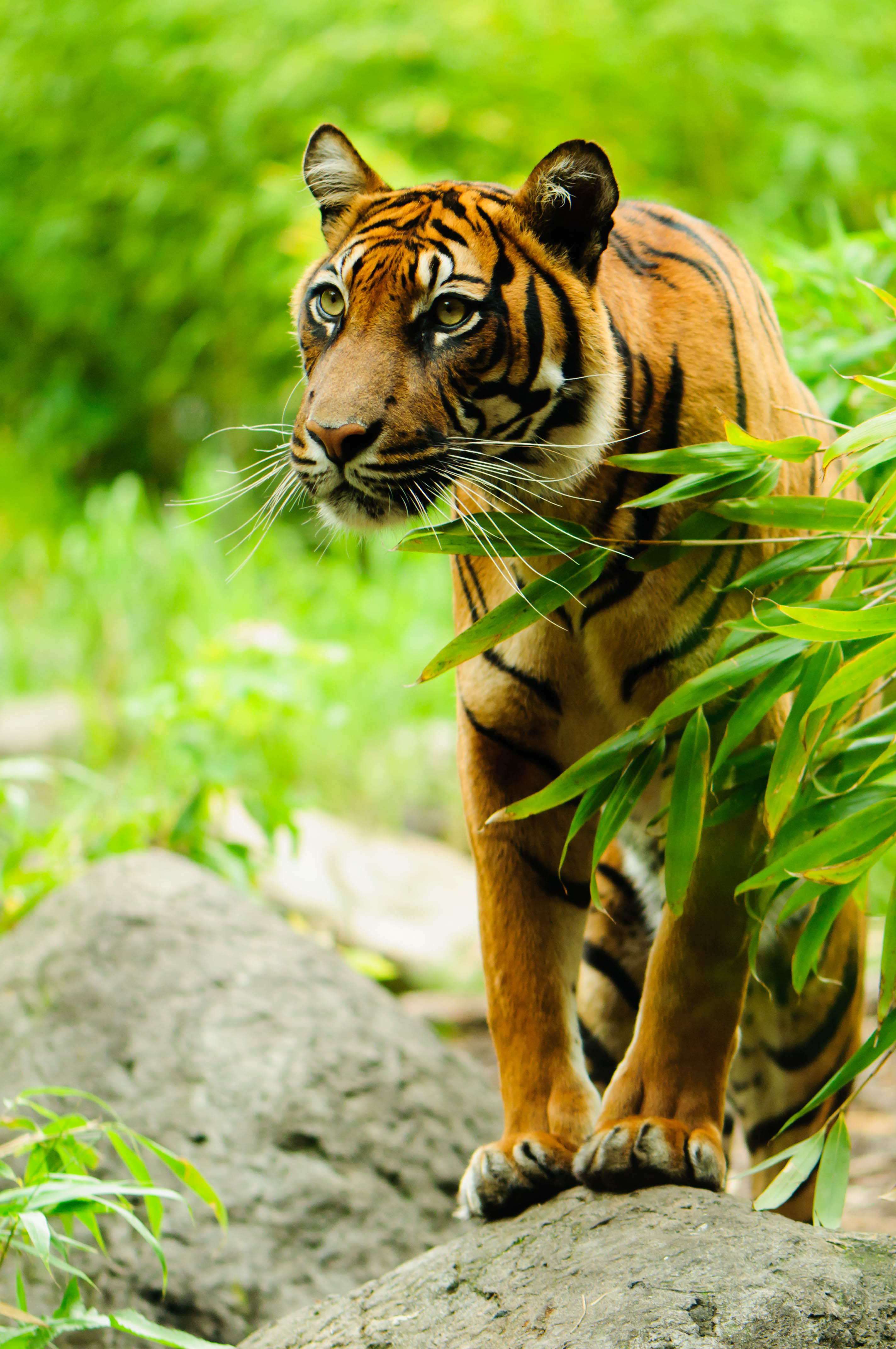Download mobile wallpaper Sight, Opinion, Branch, Animal, Big Cat, Tiger, Predator, Animals for free.