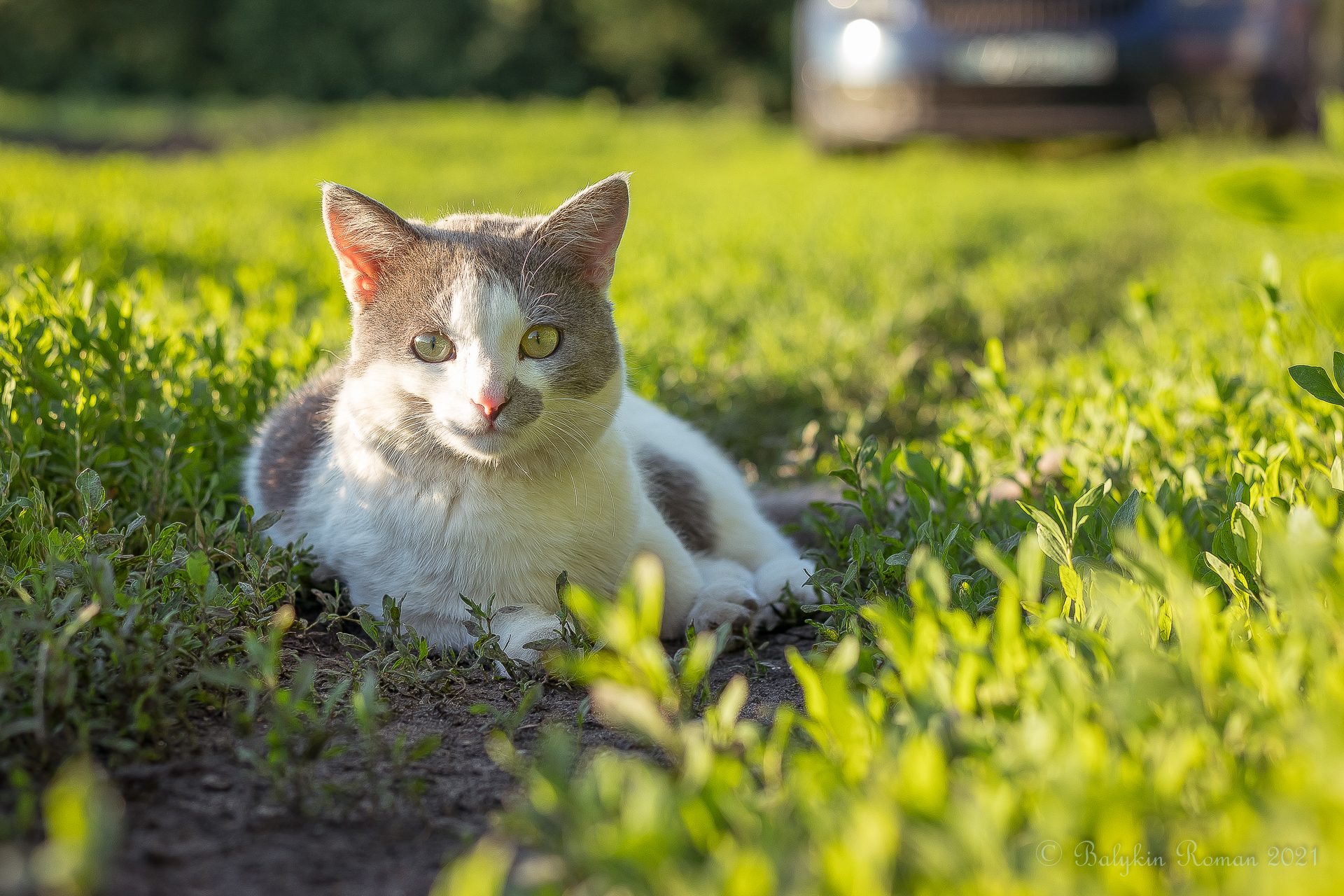 Handy-Wallpaper Katze, Katzen, Tiere kostenlos herunterladen.