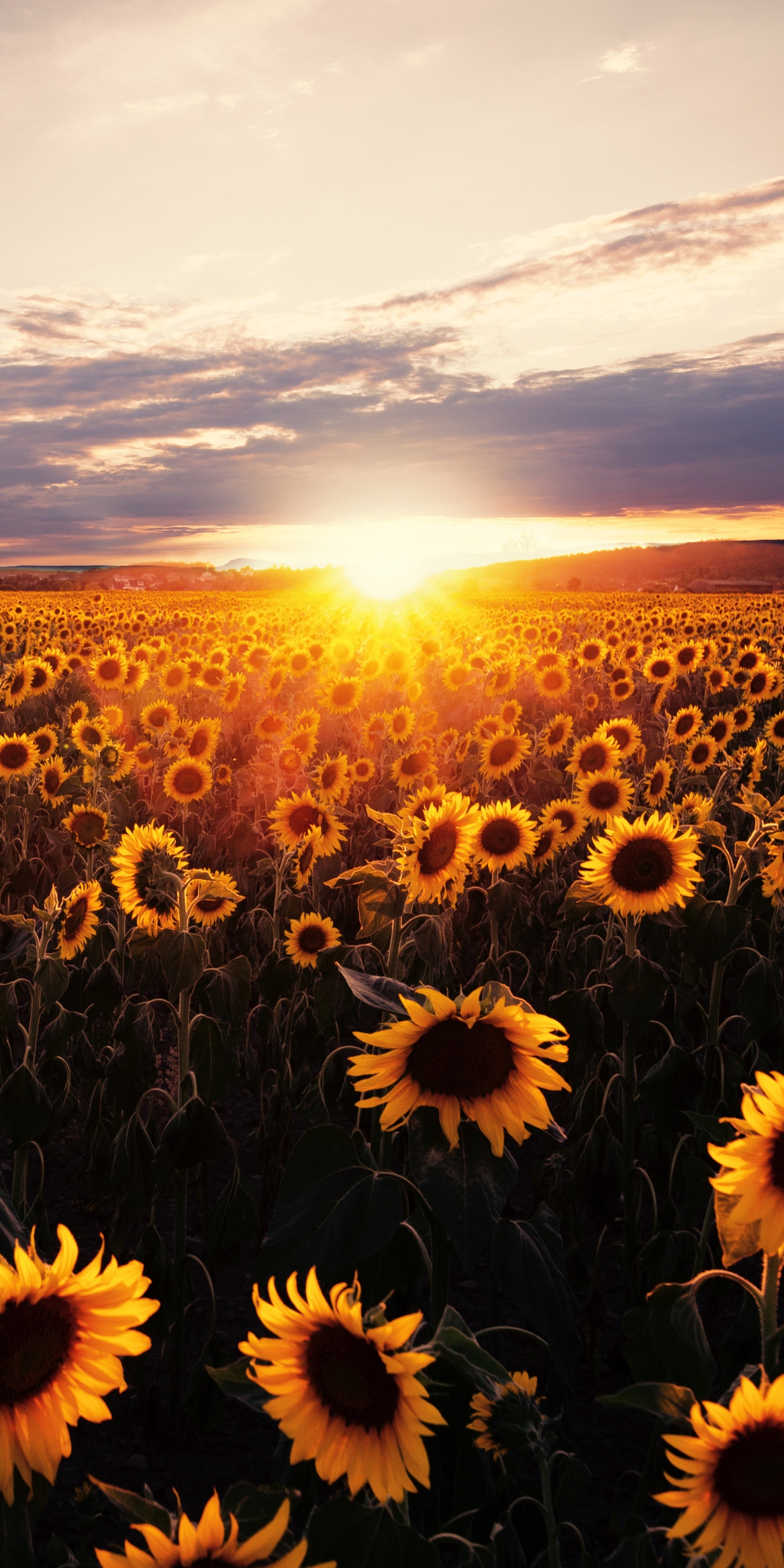 Download mobile wallpaper Nature, Flowers, Sunset, Summer, Earth, Field, Sunflower, Yellow Flower for free.