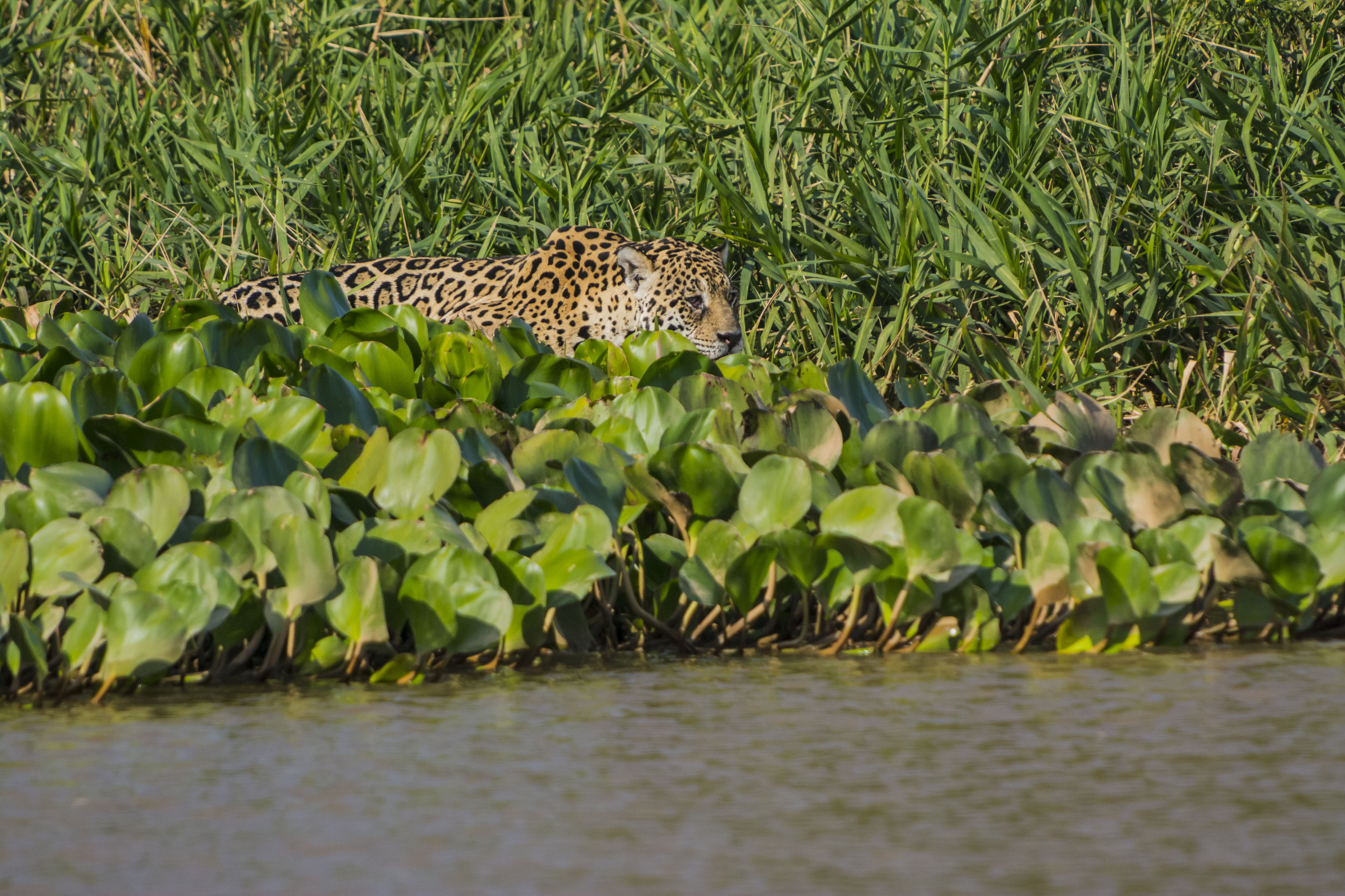 Handy-Wallpaper Tiere, Katzen, Jaguar kostenlos herunterladen.