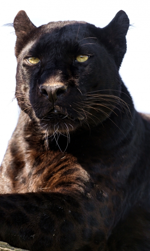 Download mobile wallpaper Cats, Animal, Black Panther for free.