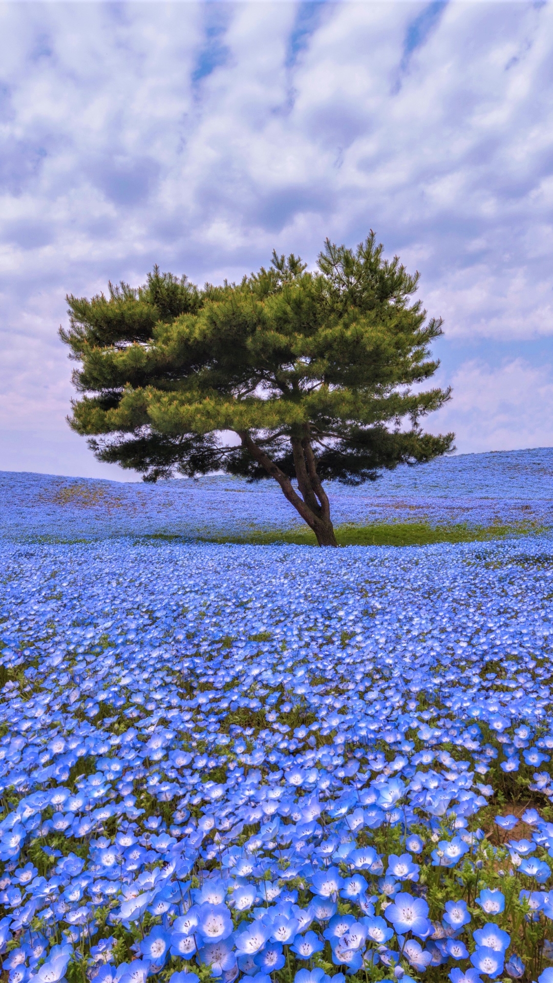 Download mobile wallpaper Trees, Flower, Tree, Earth, Field, Blue Flower for free.