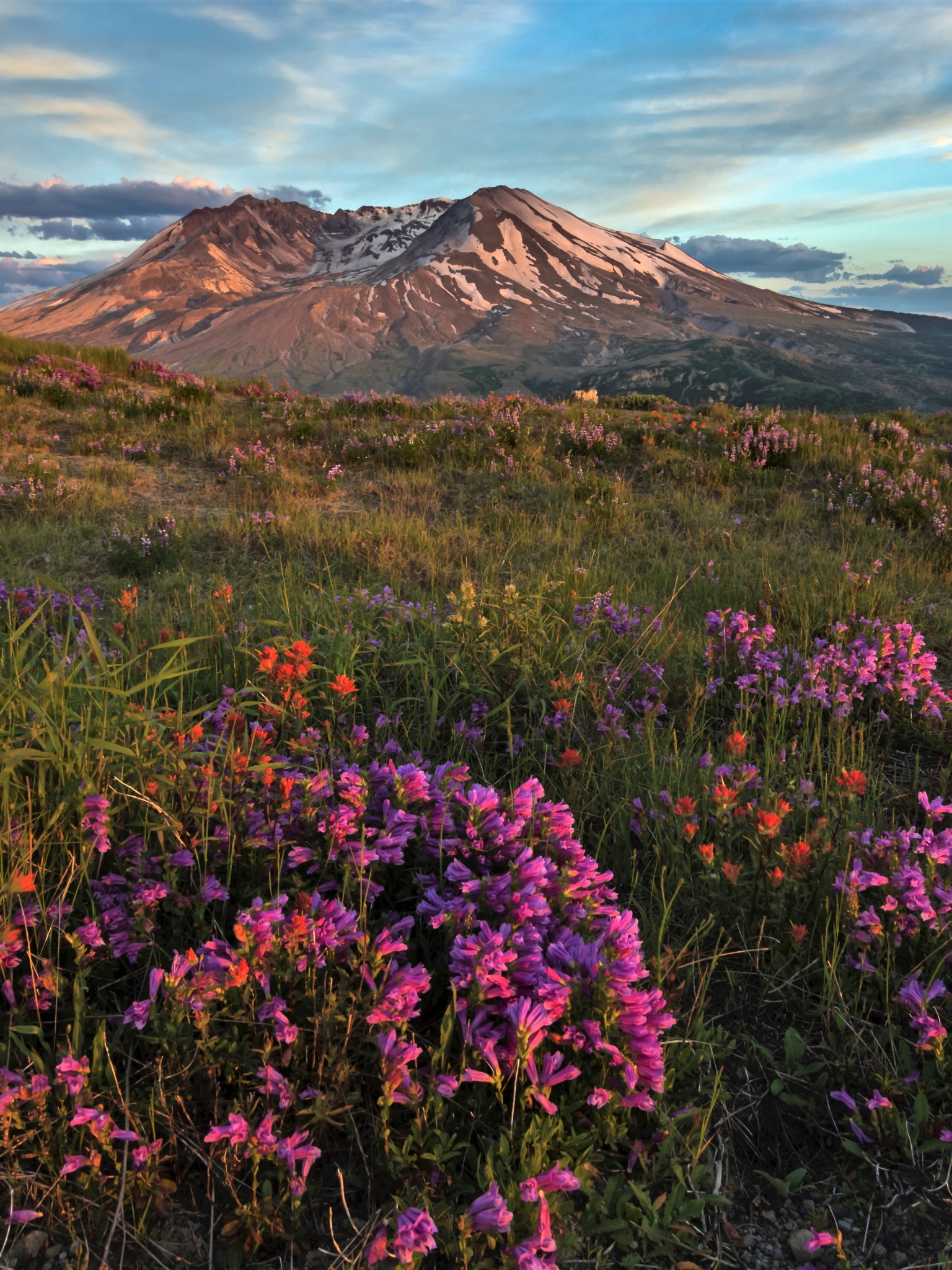 Handy-Wallpaper Landschaft, Blume, Vulkan, Erde/natur, Pinke Blume, Mount St Helens National Volcanic Monument kostenlos herunterladen.