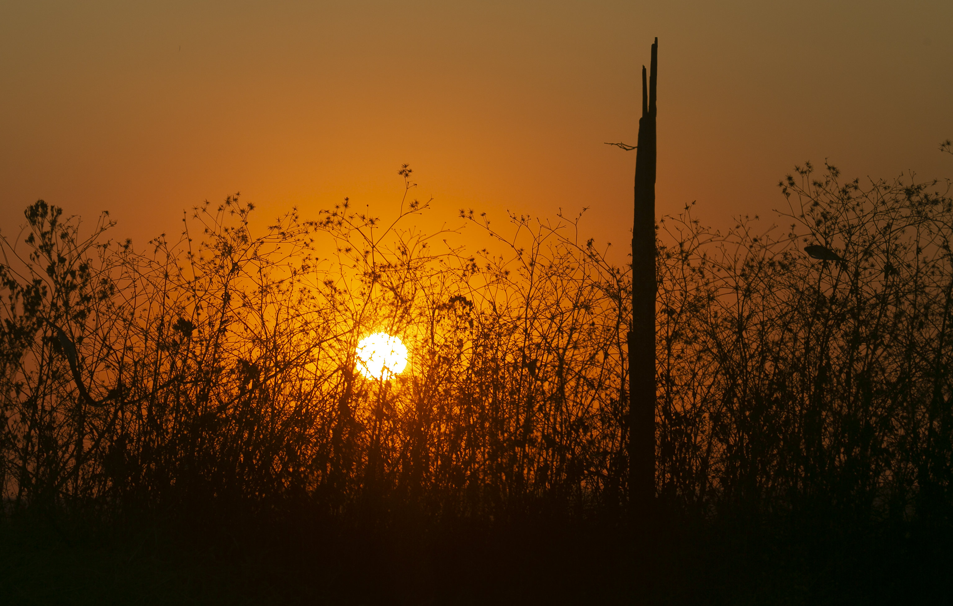 Laden Sie das Natur, Sunset, Sun, Bush, Silhouette, Balken, Strahlen-Bild kostenlos auf Ihren PC-Desktop herunter