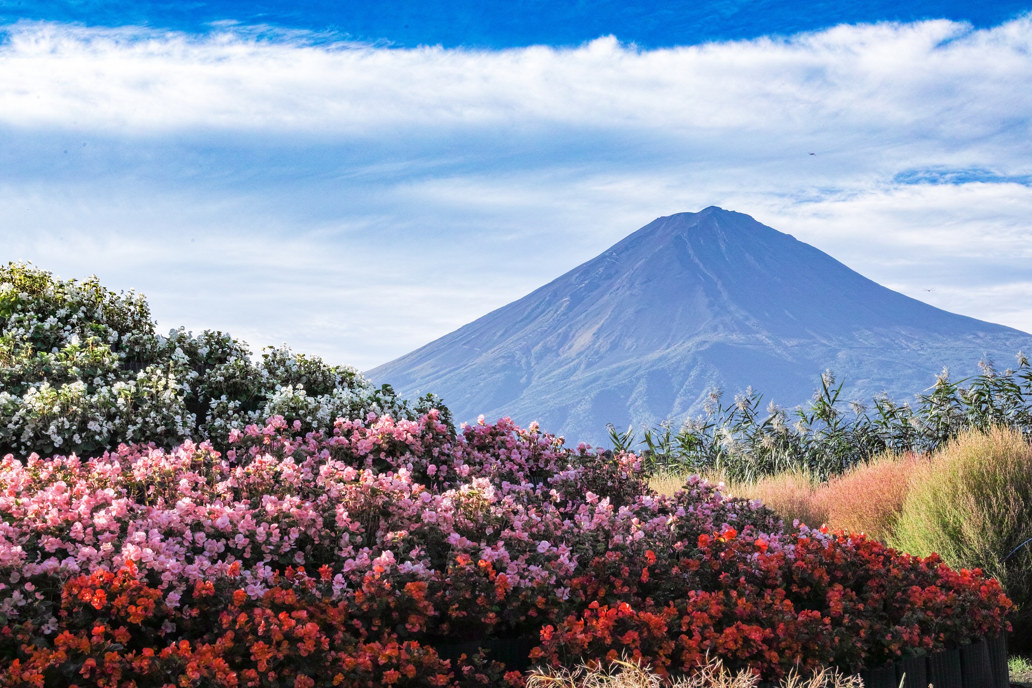 Скачать обои бесплатно Природа, Гора, Цветок, Япония, Вулкан, Гора Фудзи, Вулканы, Земля/природа картинка на рабочий стол ПК