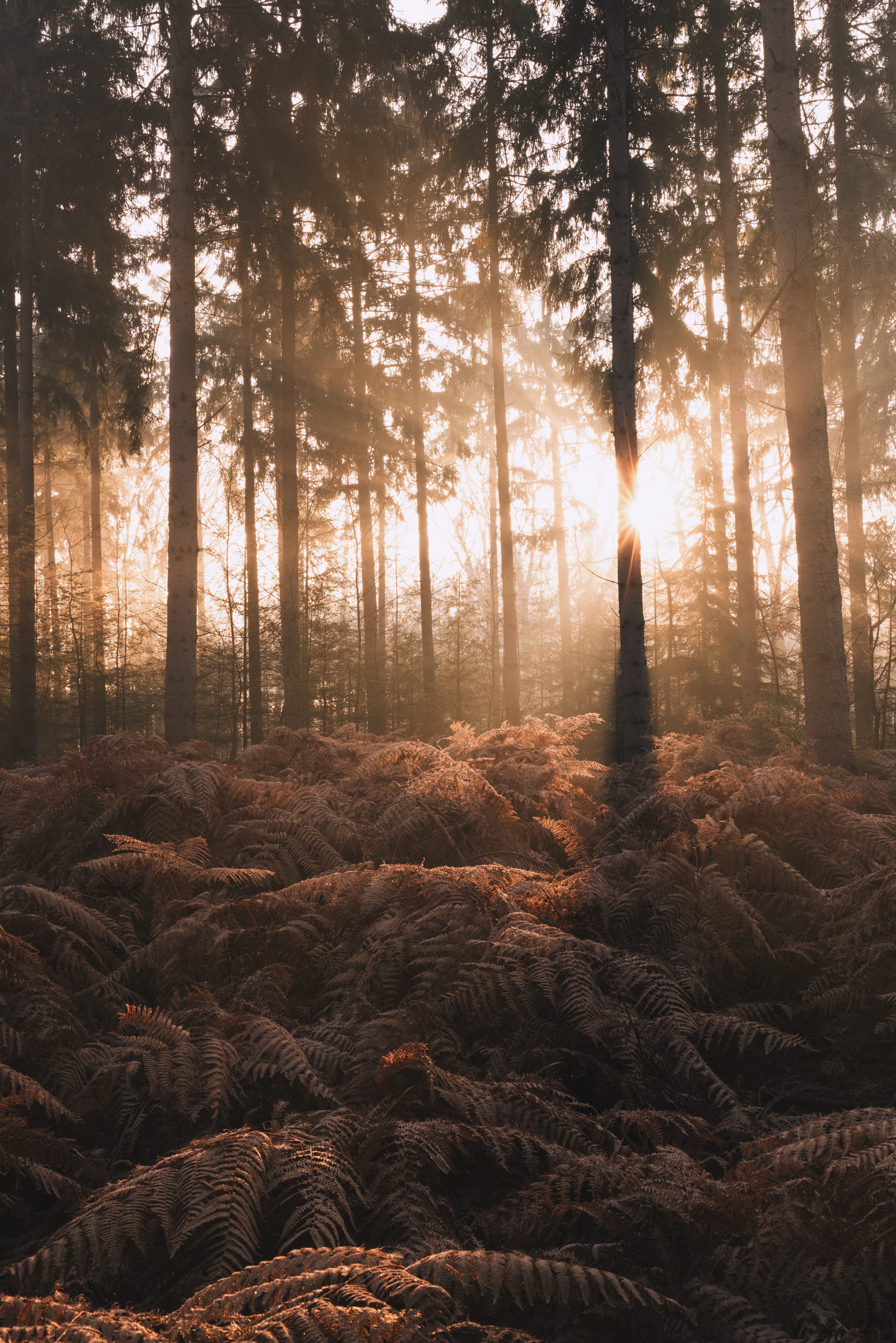 Free download wallpaper Trees, Forest, Sunlight, Nature, Fern on your PC desktop