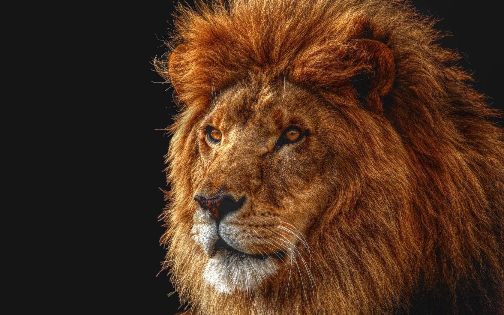 Download mobile wallpaper Lion, Cats, Animal for free.