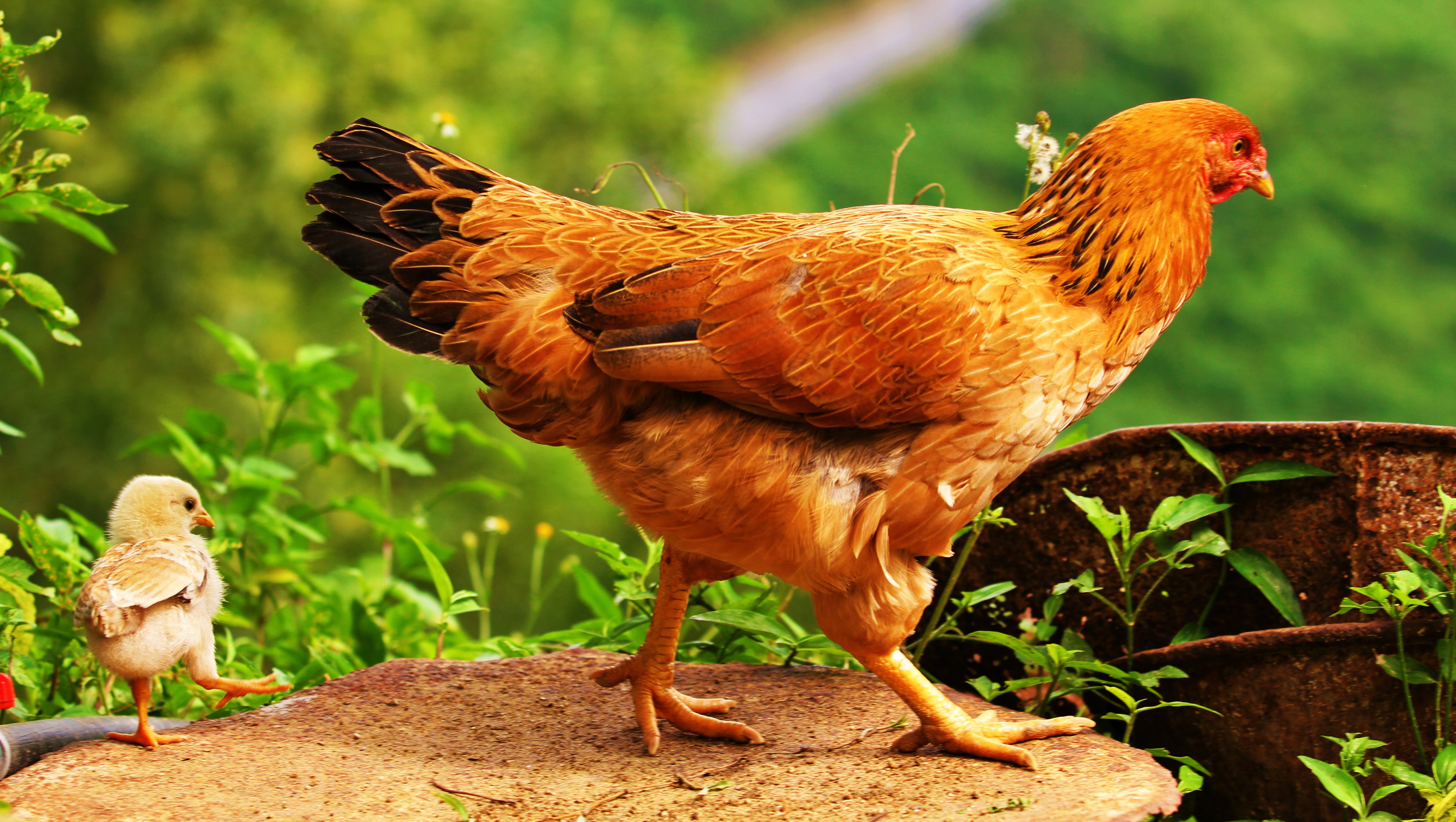 388357 скачать обои курица, животные, цыпленок, птицы - заставки и картинки бесплатно