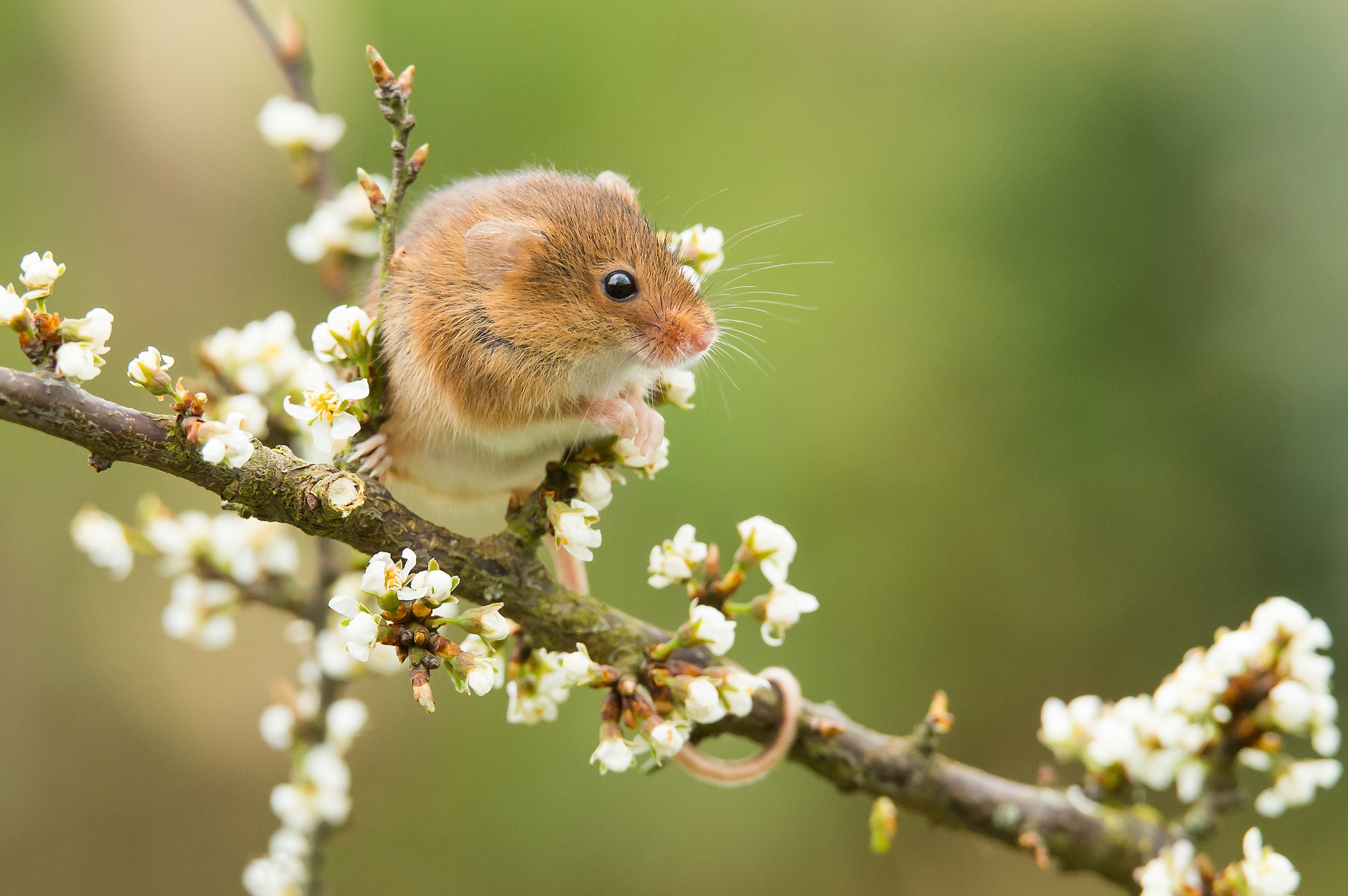 Download mobile wallpaper Animal, Mouse, Spring, Rodent, Blossom for free.