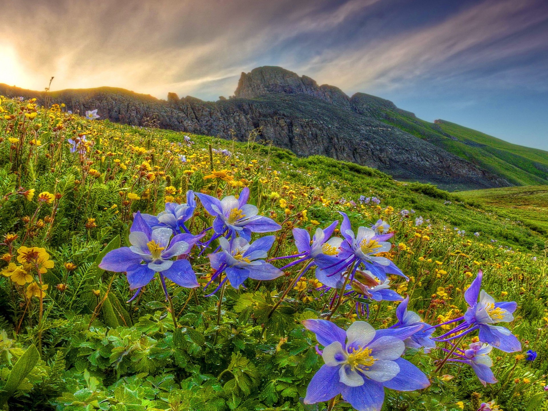 Baixe gratuitamente a imagem Flores, Montanha, Flor, Campo, Flor Roxa, Terra/natureza, Columbine na área de trabalho do seu PC