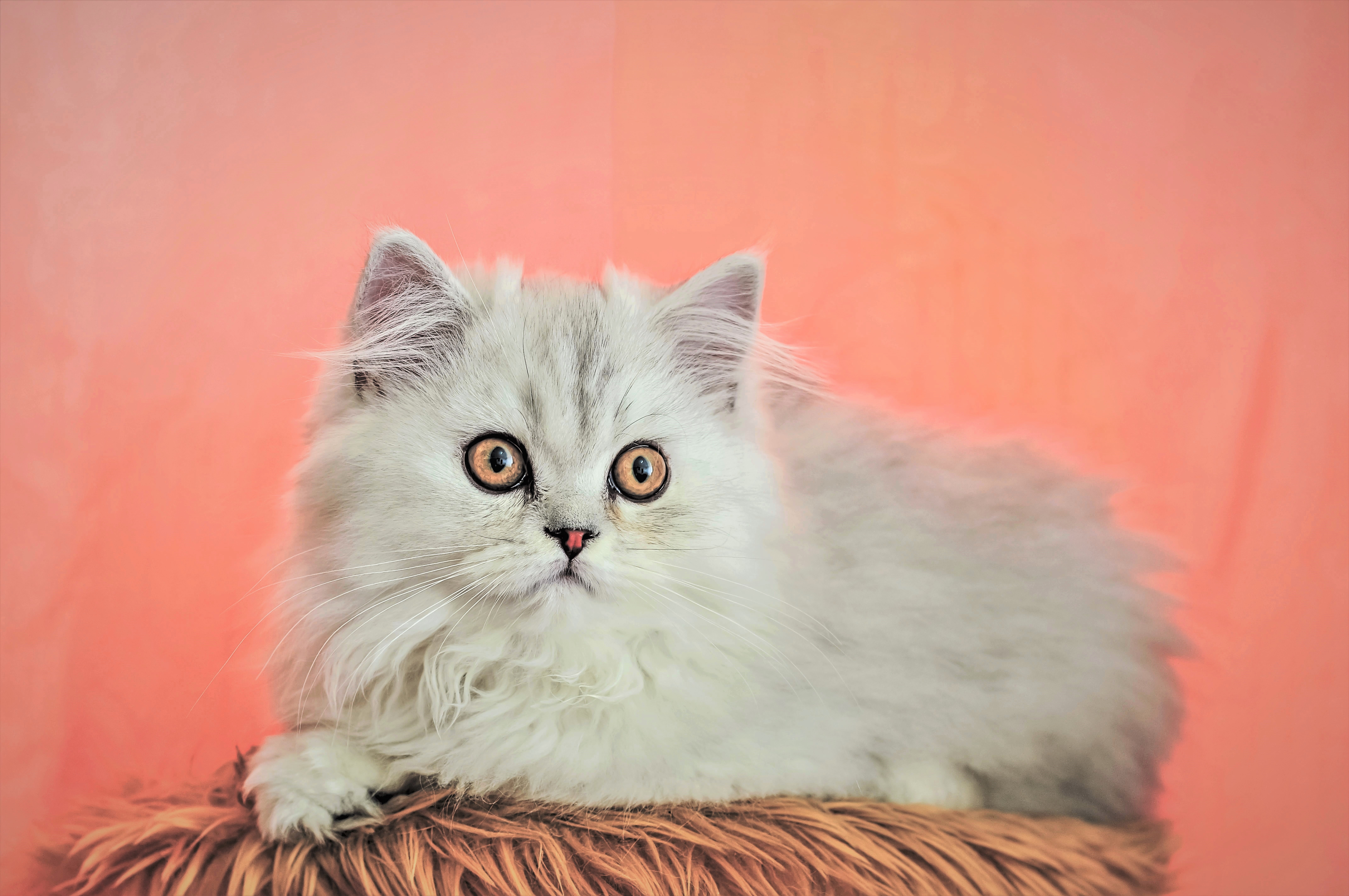 animal, cat, fluffy, cats Free Background
