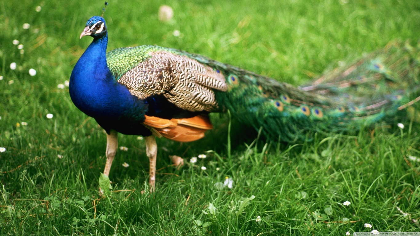Free download wallpaper Birds, Bird, Animal, Peacock on your PC desktop