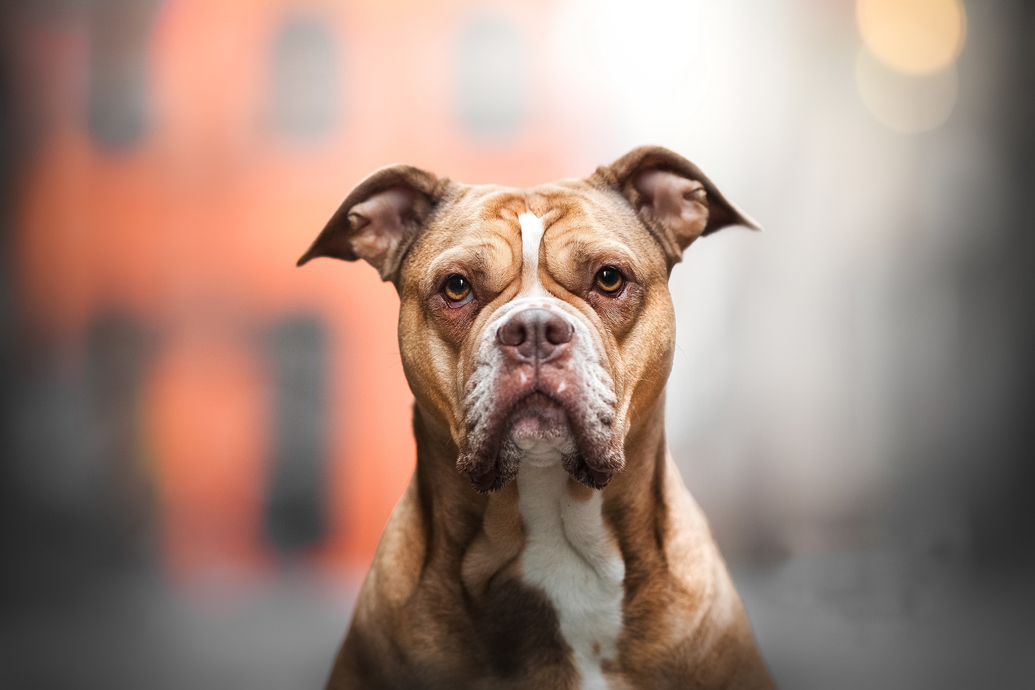 Téléchargez gratuitement l'image Animaux, Chiens, Chien, Regard sur le bureau de votre PC