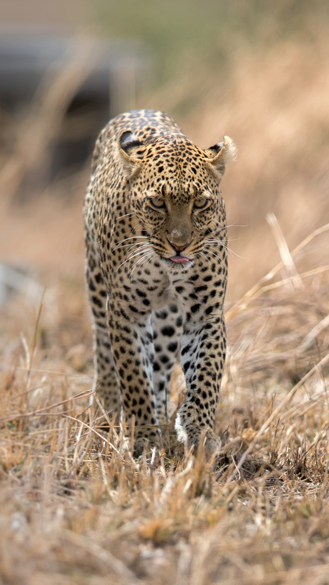 Handy-Wallpaper Tiere, Katzen, Katze, Leopard kostenlos herunterladen.