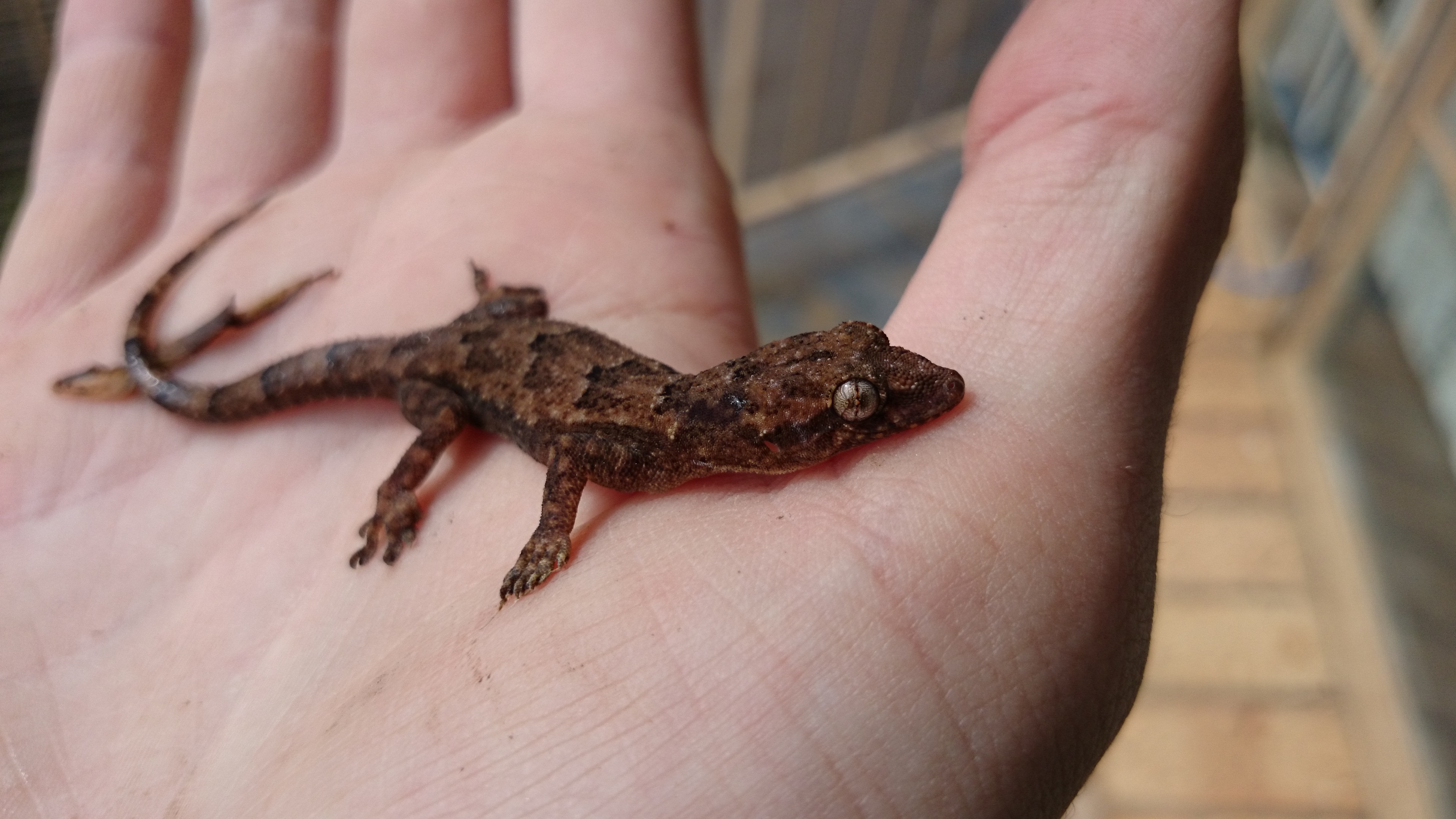 Laden Sie das Tiere, Gecko-Bild kostenlos auf Ihren PC-Desktop herunter