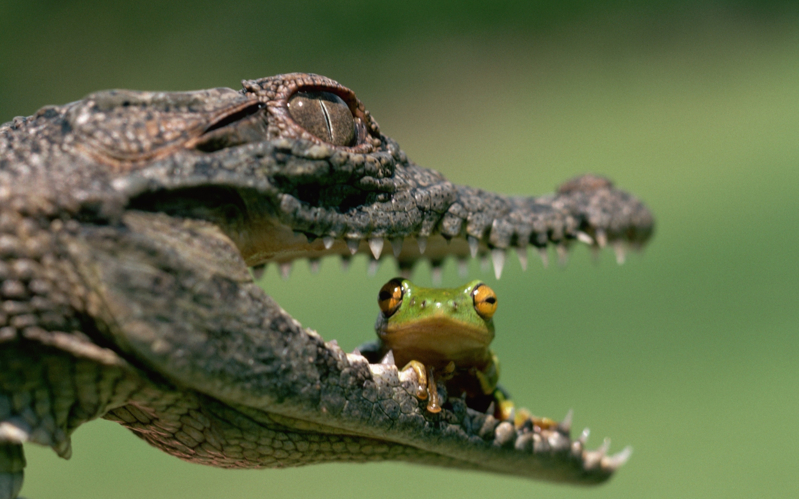 Laden Sie das Tiere, Krokodil-Bild kostenlos auf Ihren PC-Desktop herunter