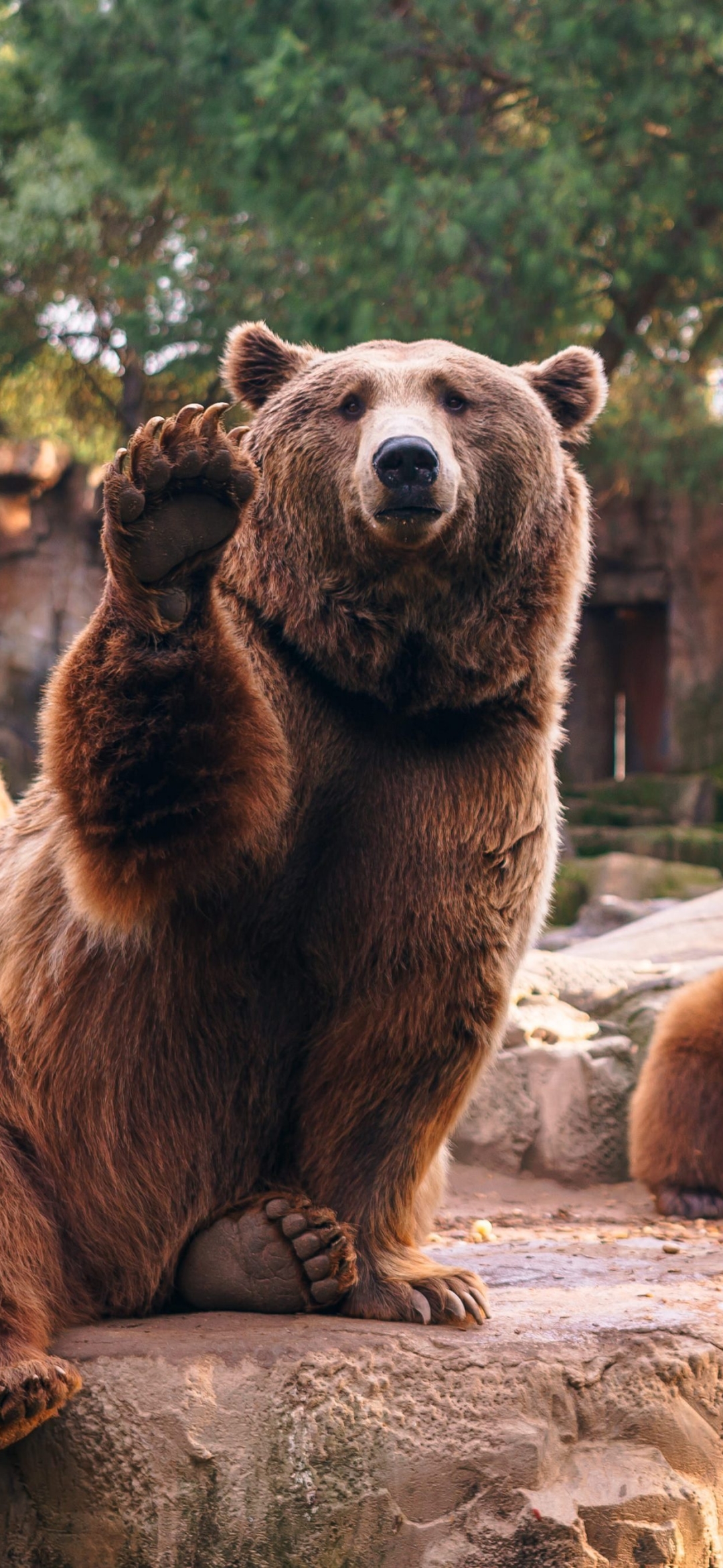Download mobile wallpaper Bears, Bear, Animal, Zoo, Depth Of Field for free.