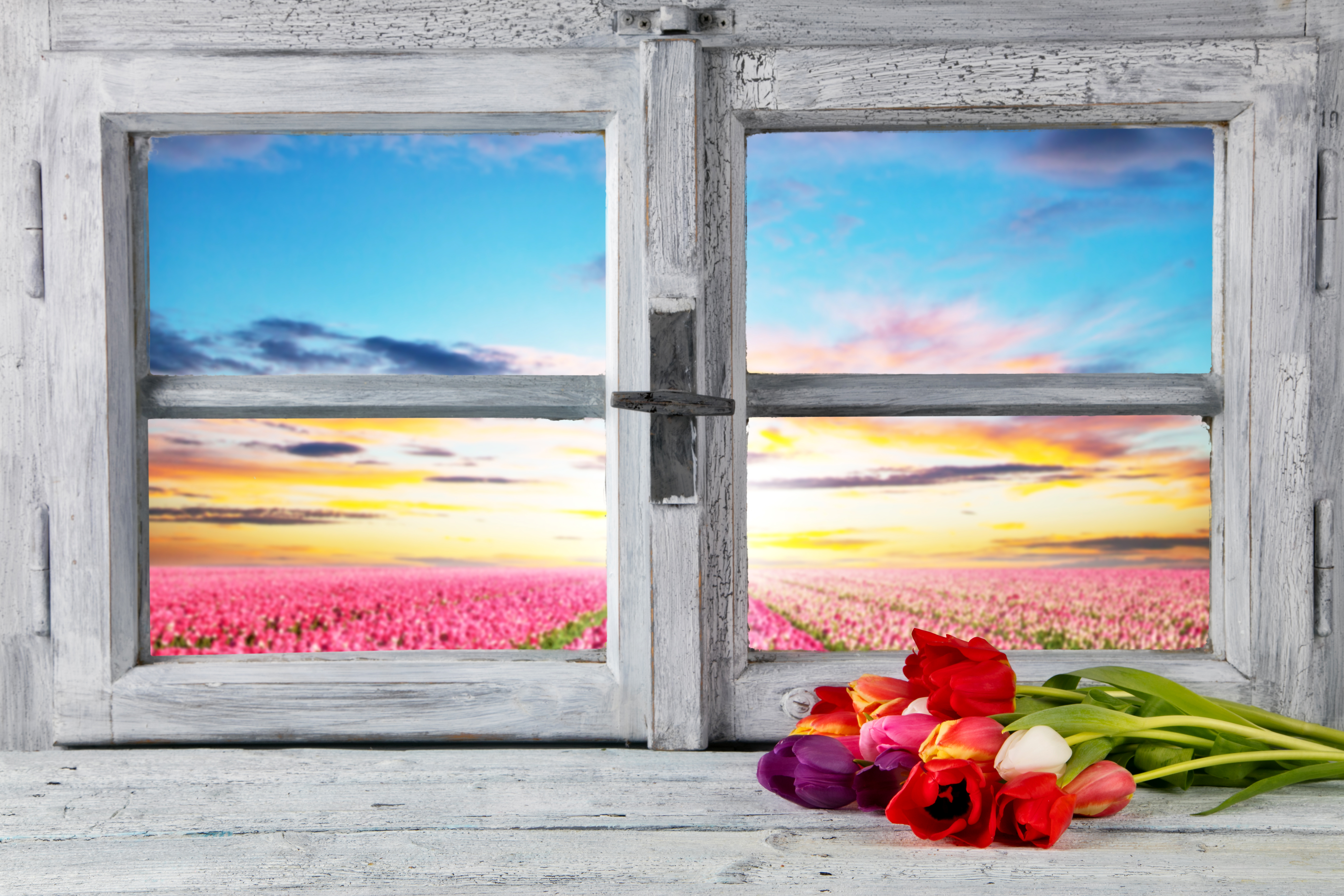 Download mobile wallpaper Flower, Bouquet, Field, Window, Tulip, Man Made for free.