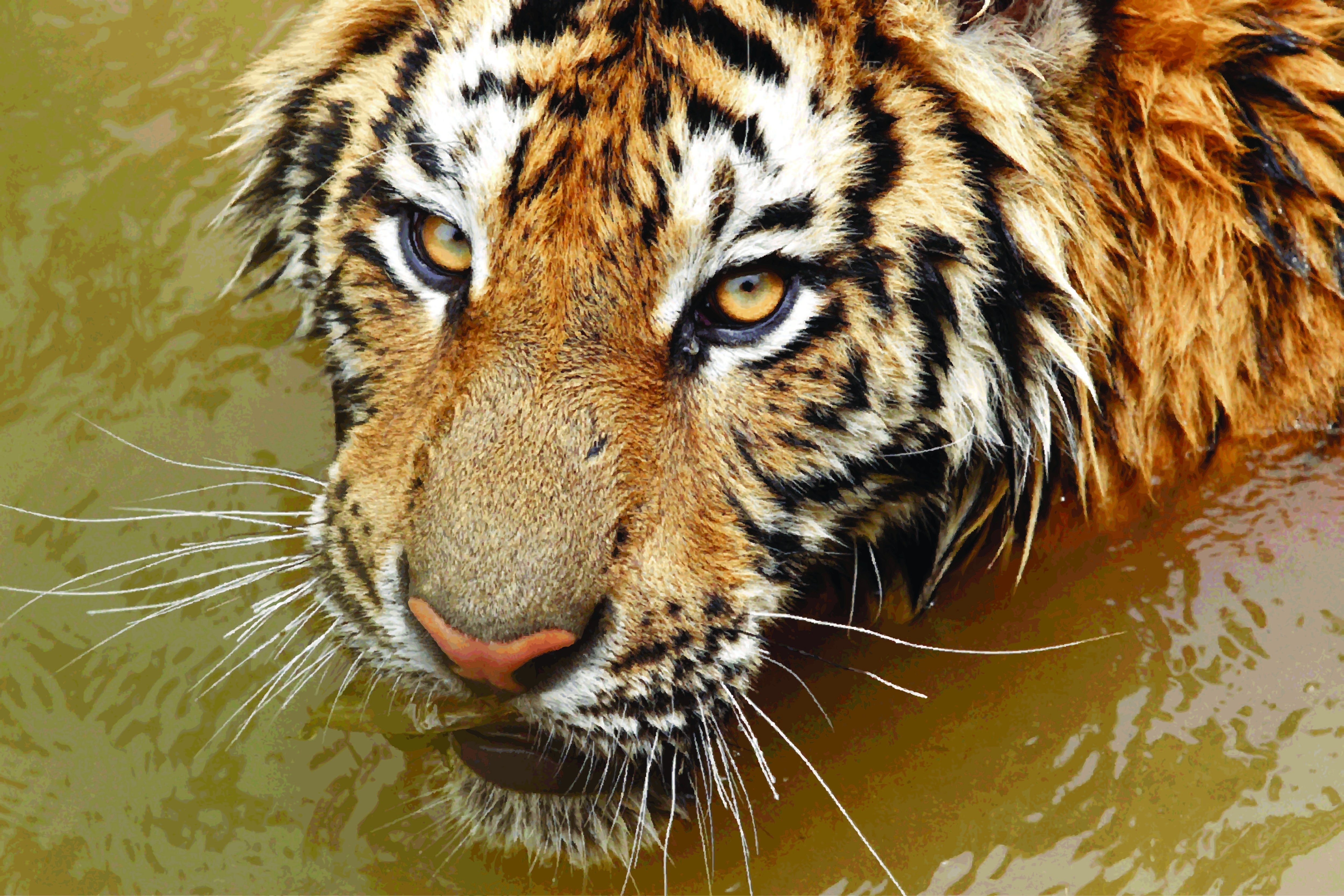 Baixe gratuitamente a imagem Animais, Gatos, Tigre na área de trabalho do seu PC