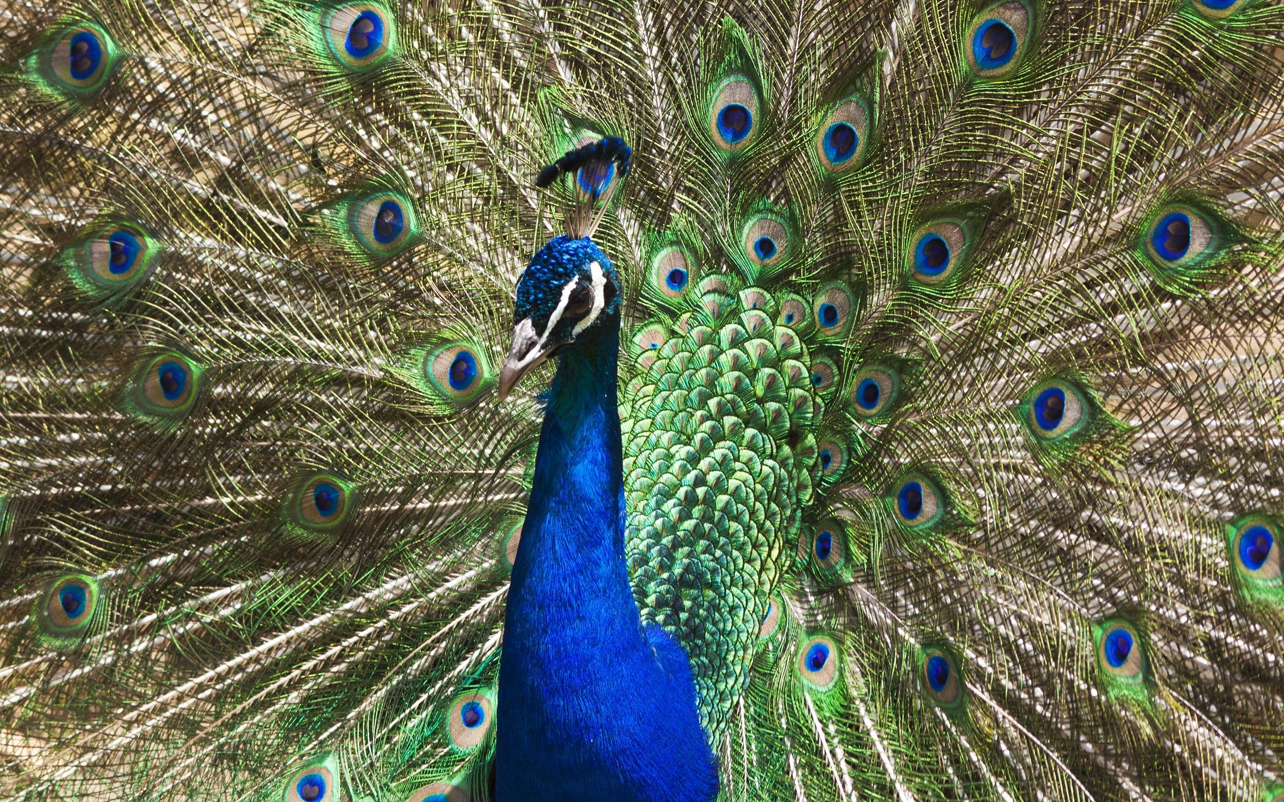 peacock, patterns, animals, bird, tail cellphone