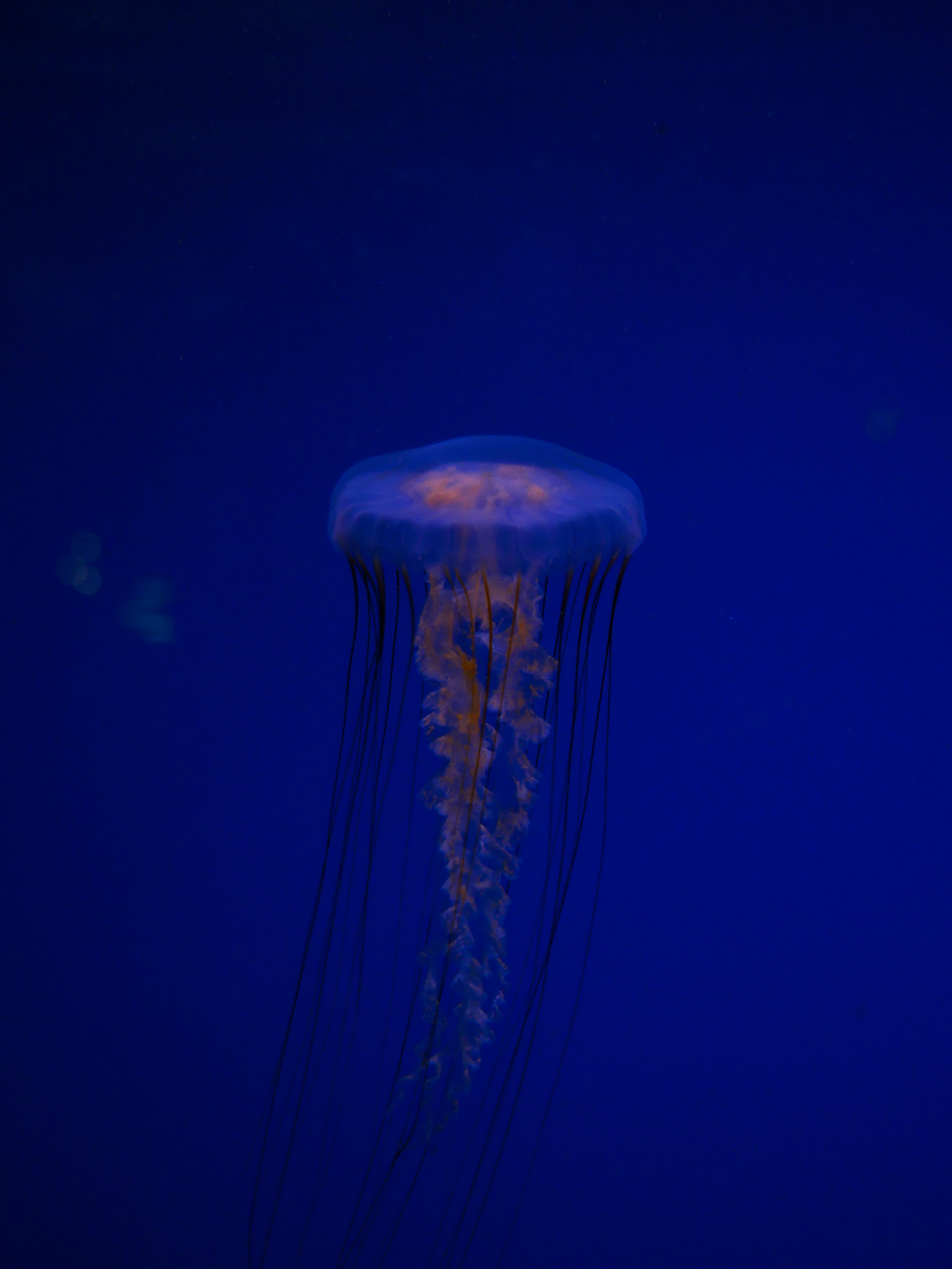 113804 скачать картинку животные, синий, медуза, существо, под водой, щупальца - обои и заставки бесплатно