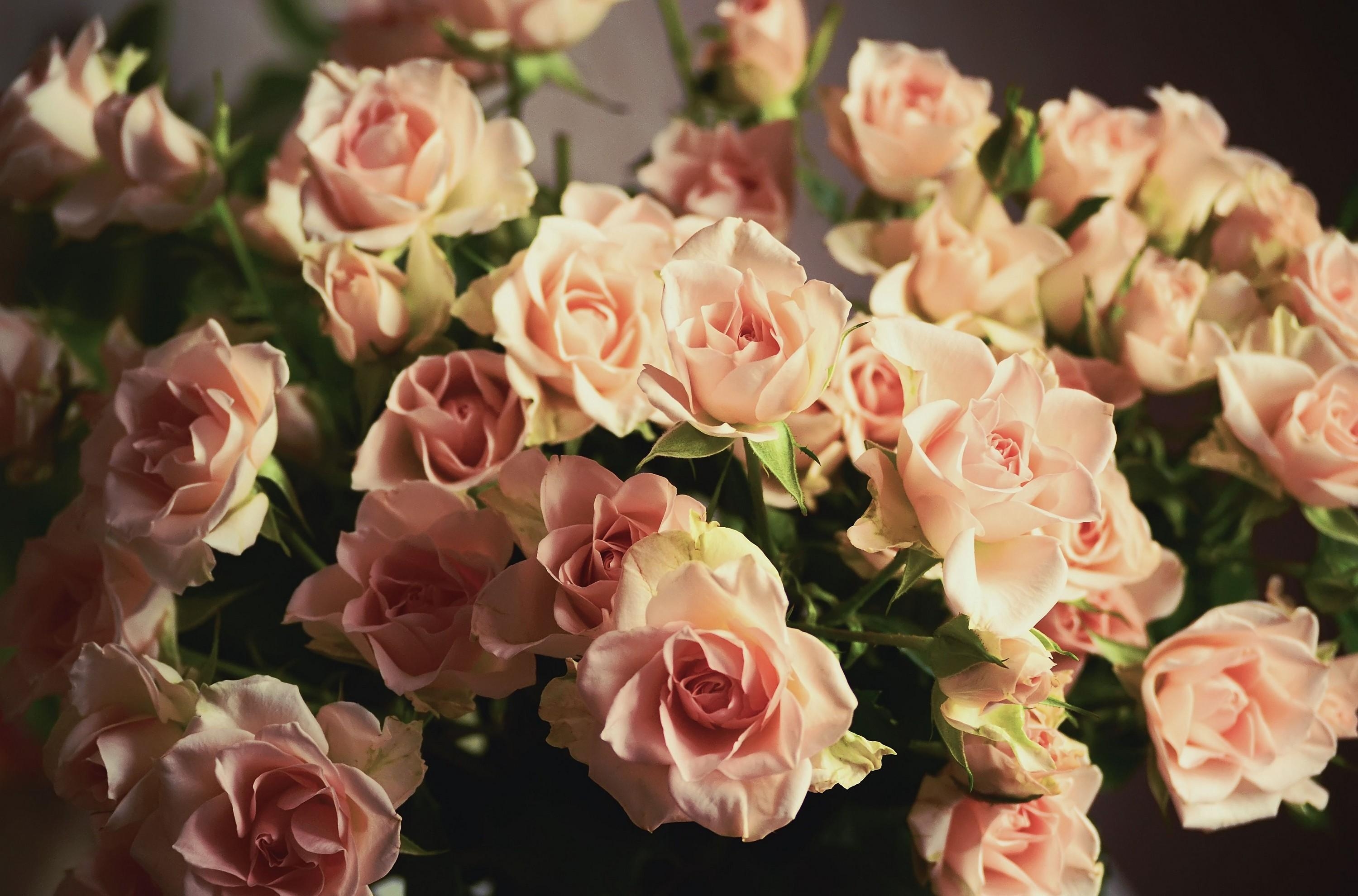 108751 завантажити шпалери квіти, рози, букет, ніжність, різкість - заставки і картинки безкоштовно