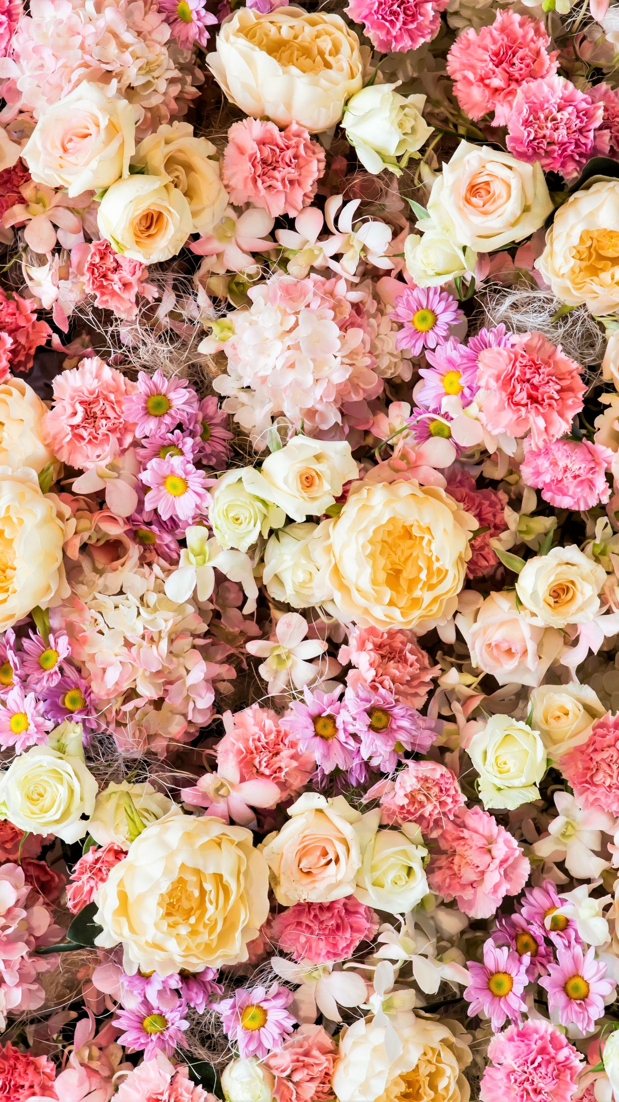 Handy-Wallpaper Blumen, Blume, Rose, Farben, Nelke, Gänseblümchen, Pfingstrose, Pastell, Weiße Blume, Erde/natur, Pinke Blume kostenlos herunterladen.