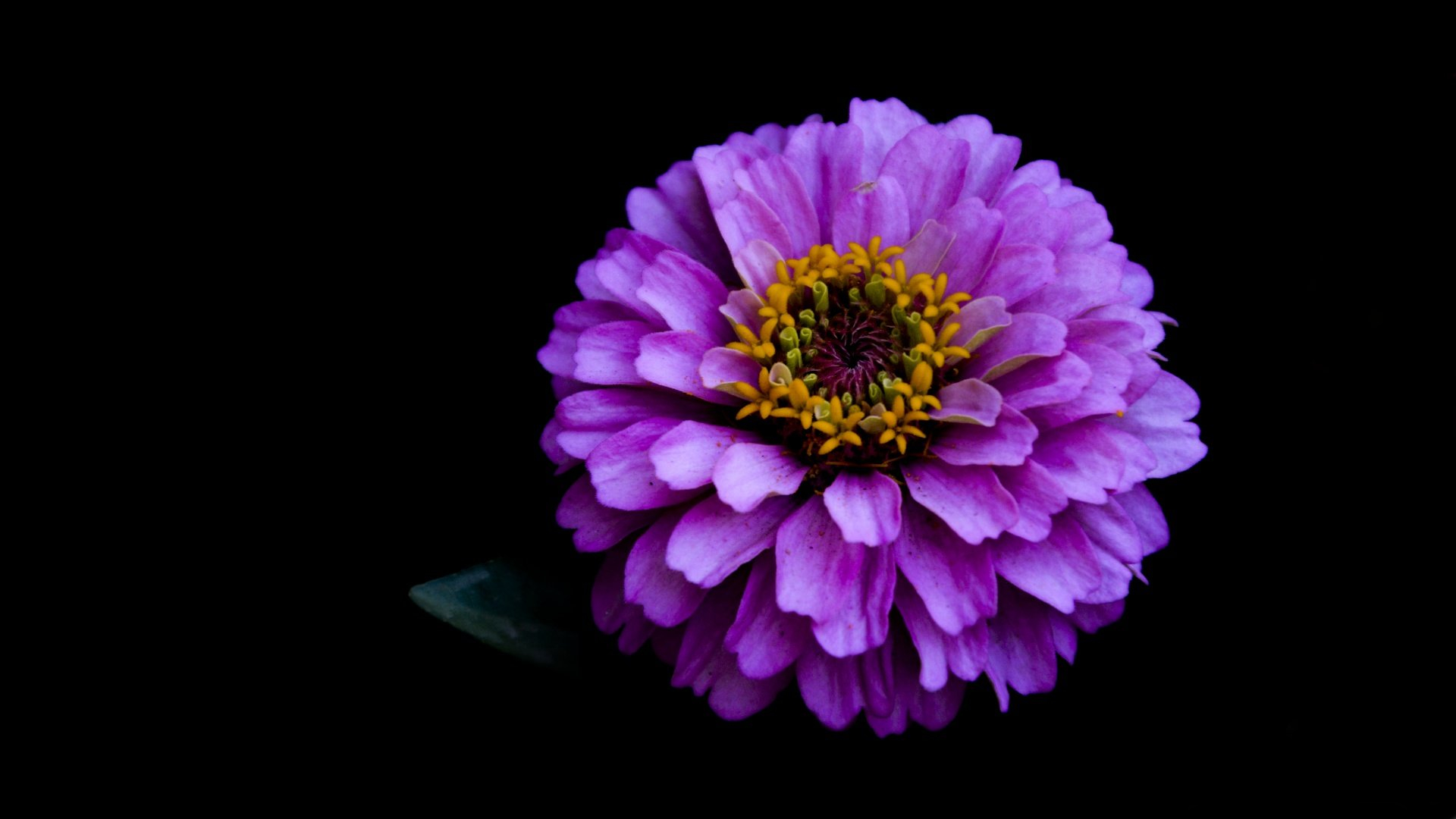 Download mobile wallpaper Flowers, Flower, Earth, Dahlia, Purple Flower for free.