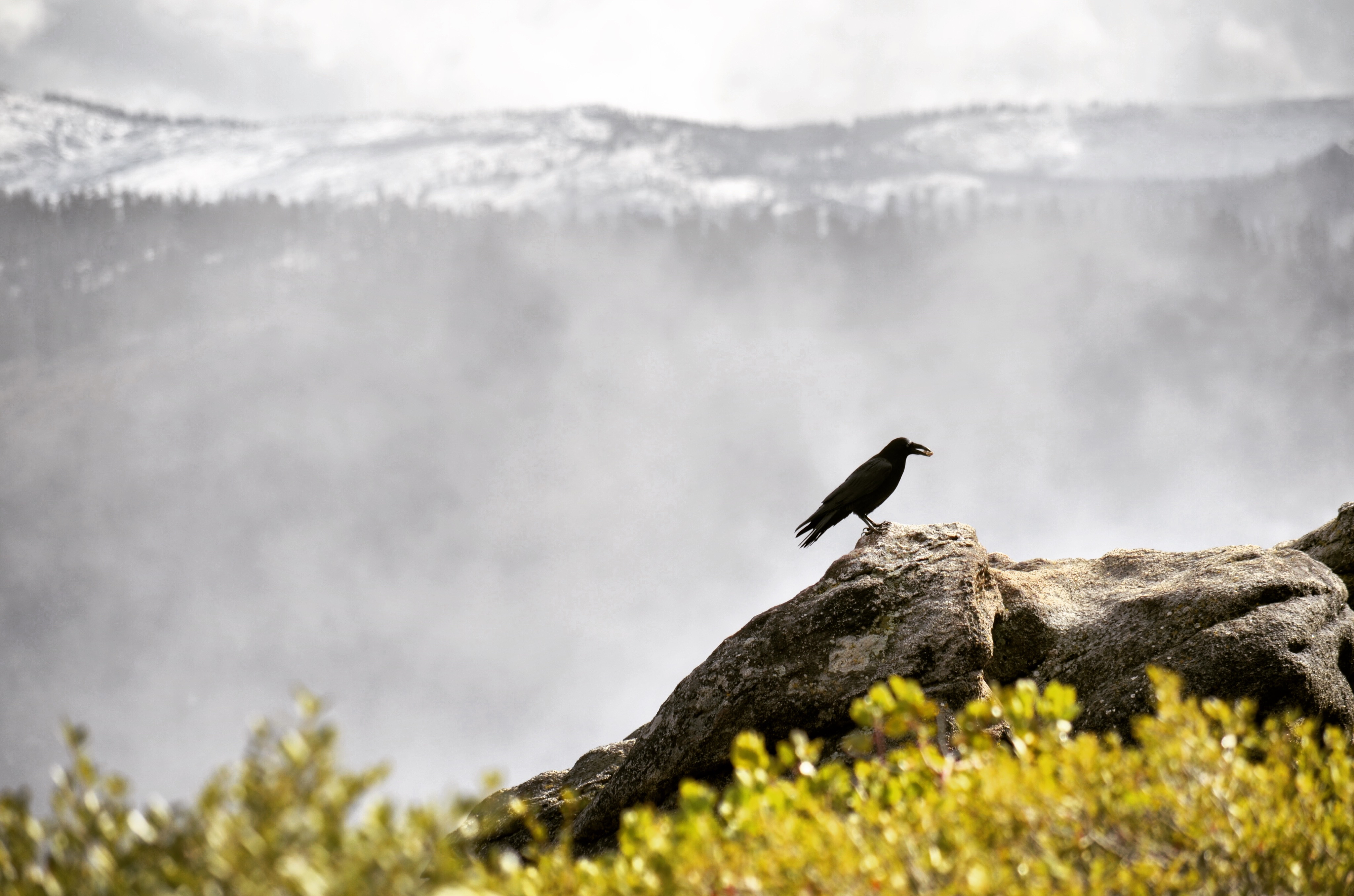 Descarga gratis la imagen Cuervo, Hierba, Pájaro, Animales, Montañas en el escritorio de tu PC