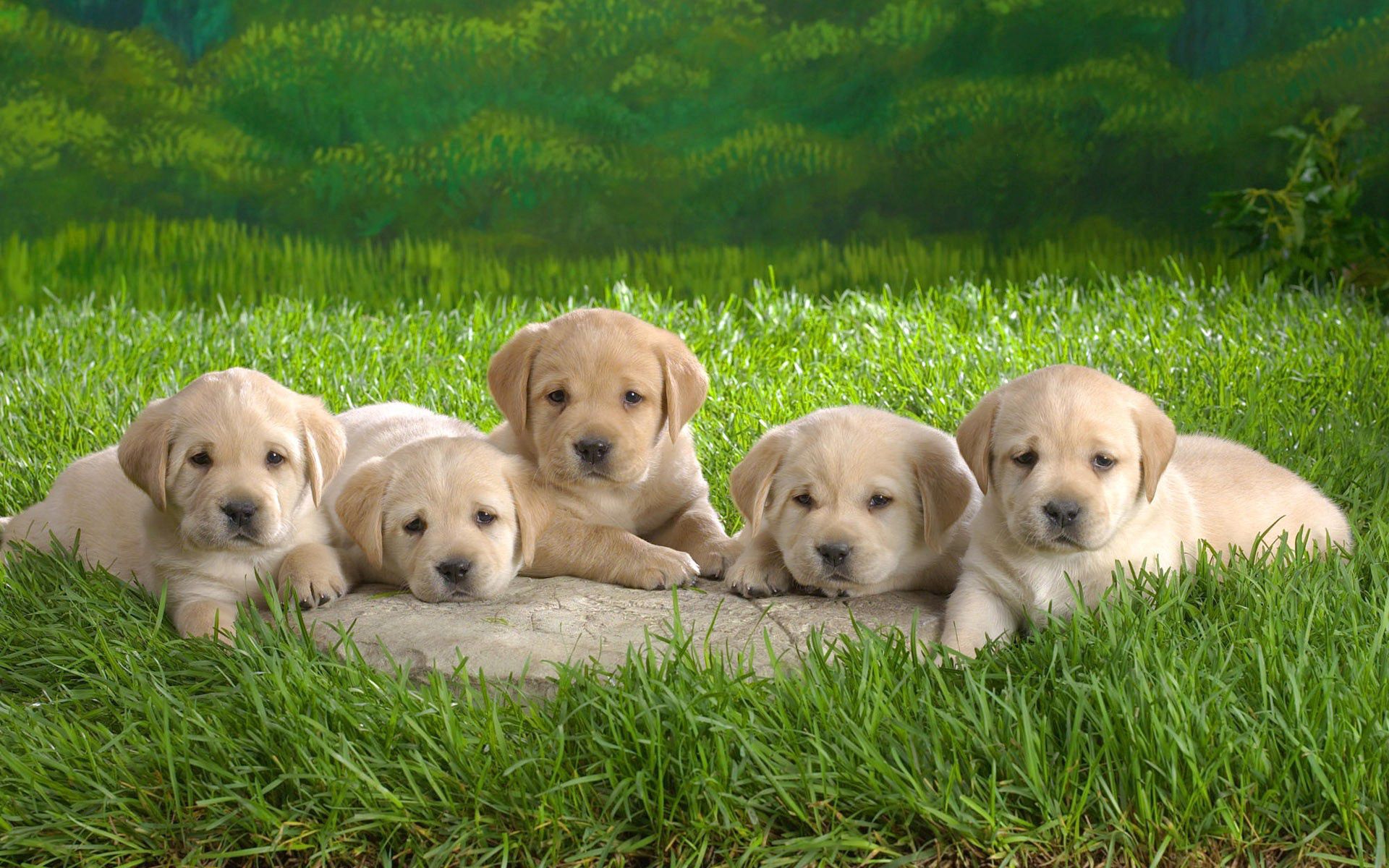 60878 descargar fondo de pantalla perros, animales, cachorros, hierba, labrador: protectores de pantalla e imágenes gratis