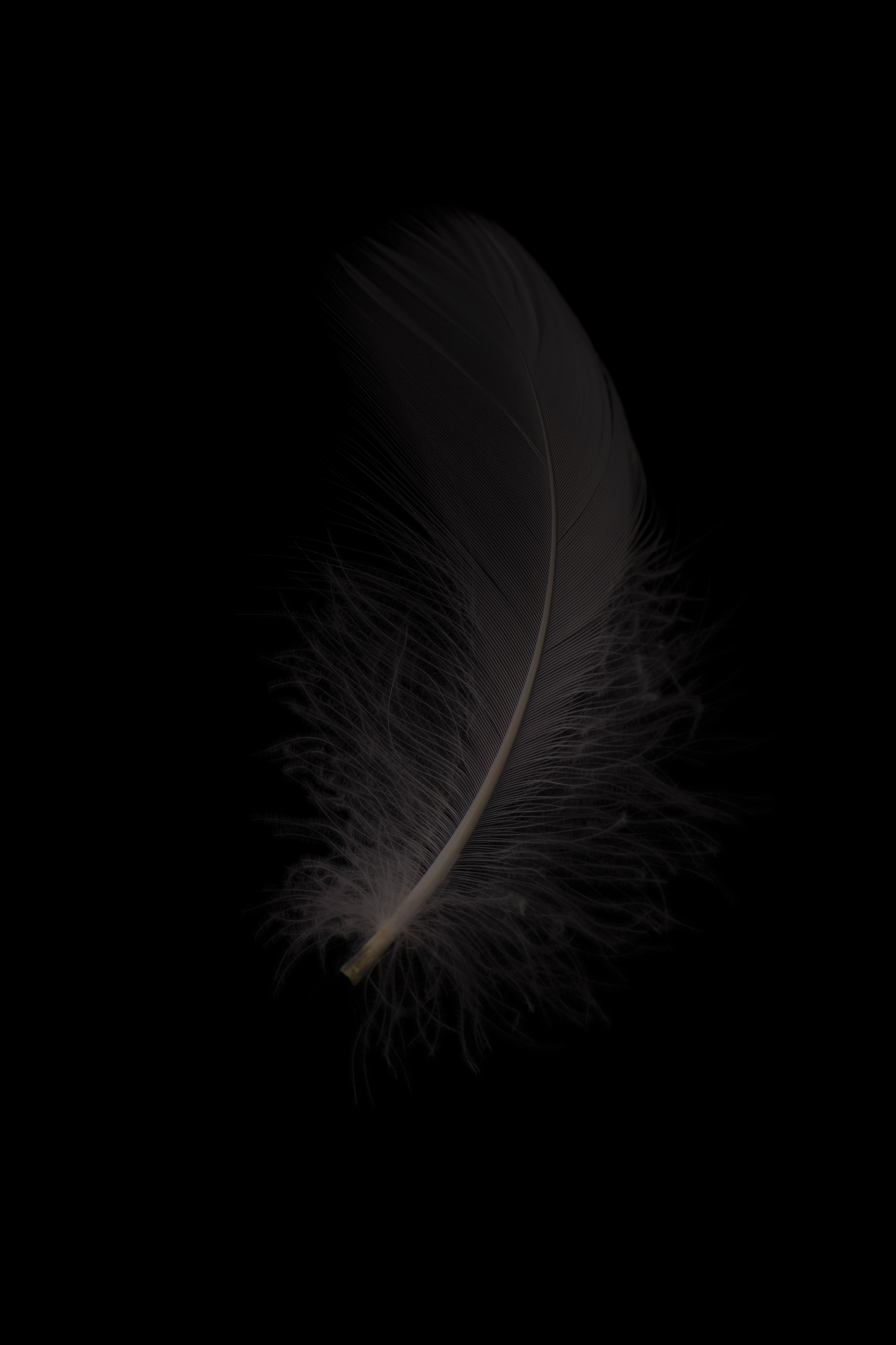 grey, bw, macro, feather, chb, pen Smartphone Background
