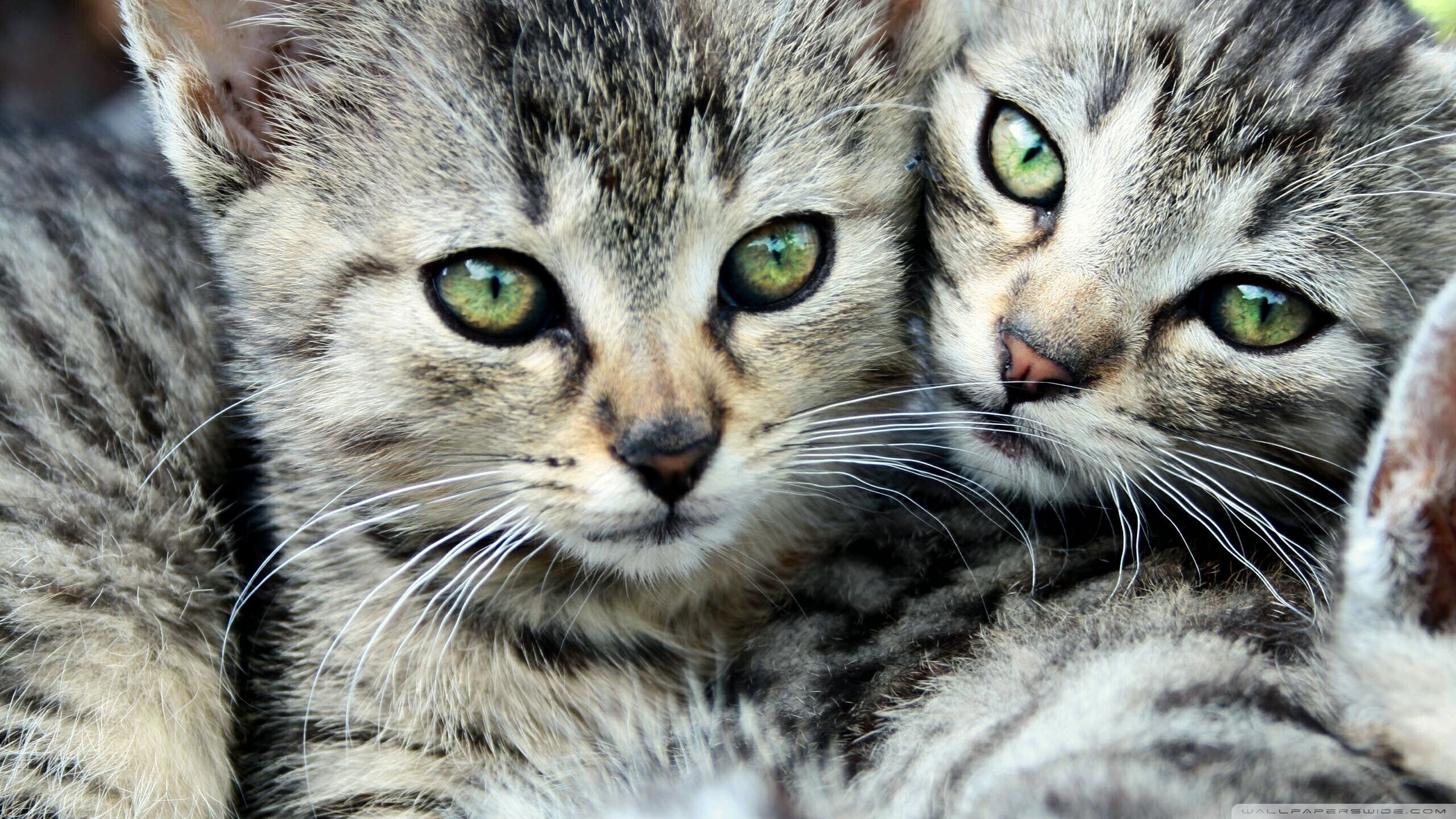 Baixe gratuitamente a imagem Gato, Gatos, Animais na área de trabalho do seu PC