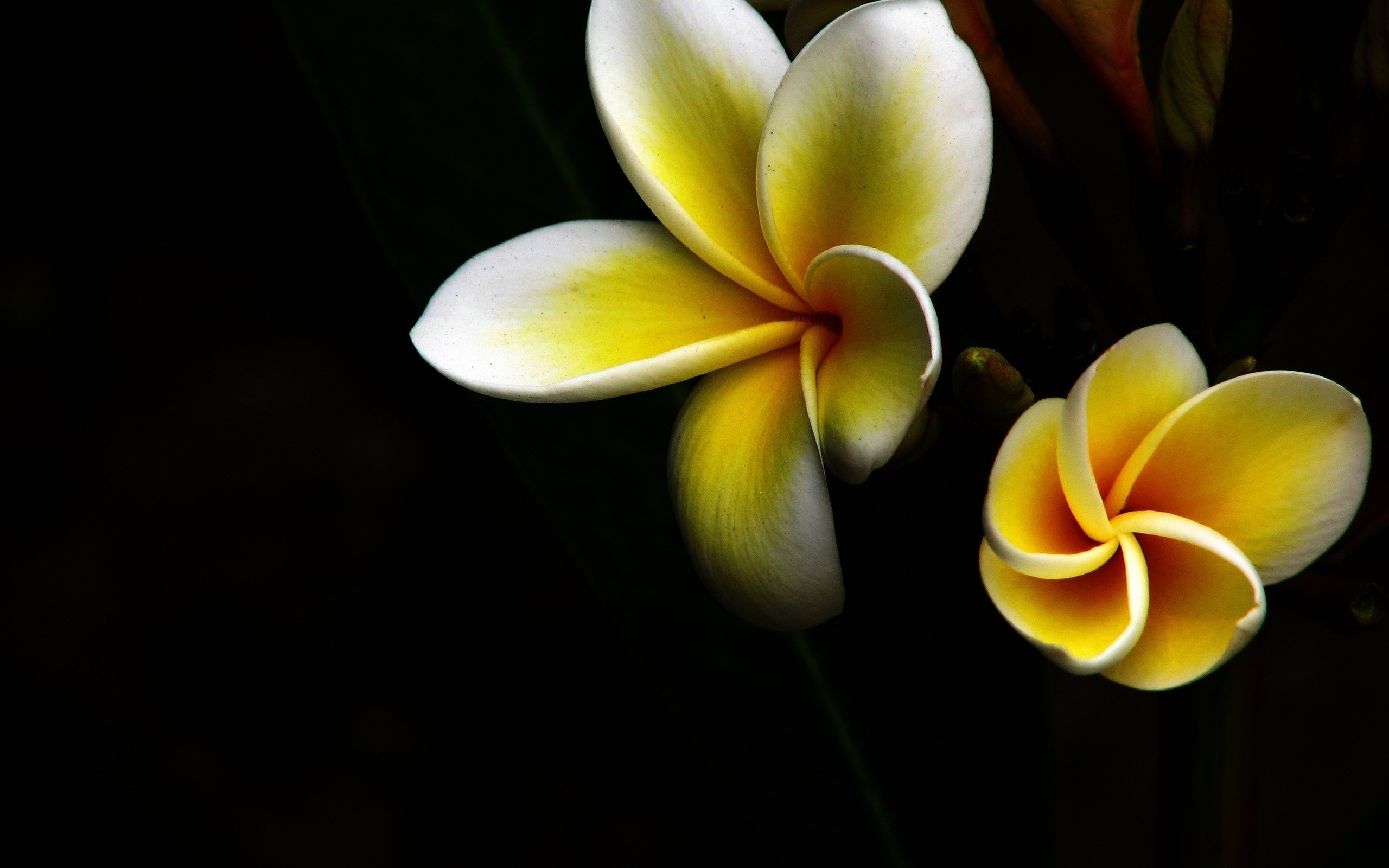 229044 descargar imagen tierra/naturaleza, frangipani, flor, flores: fondos de pantalla y protectores de pantalla gratis