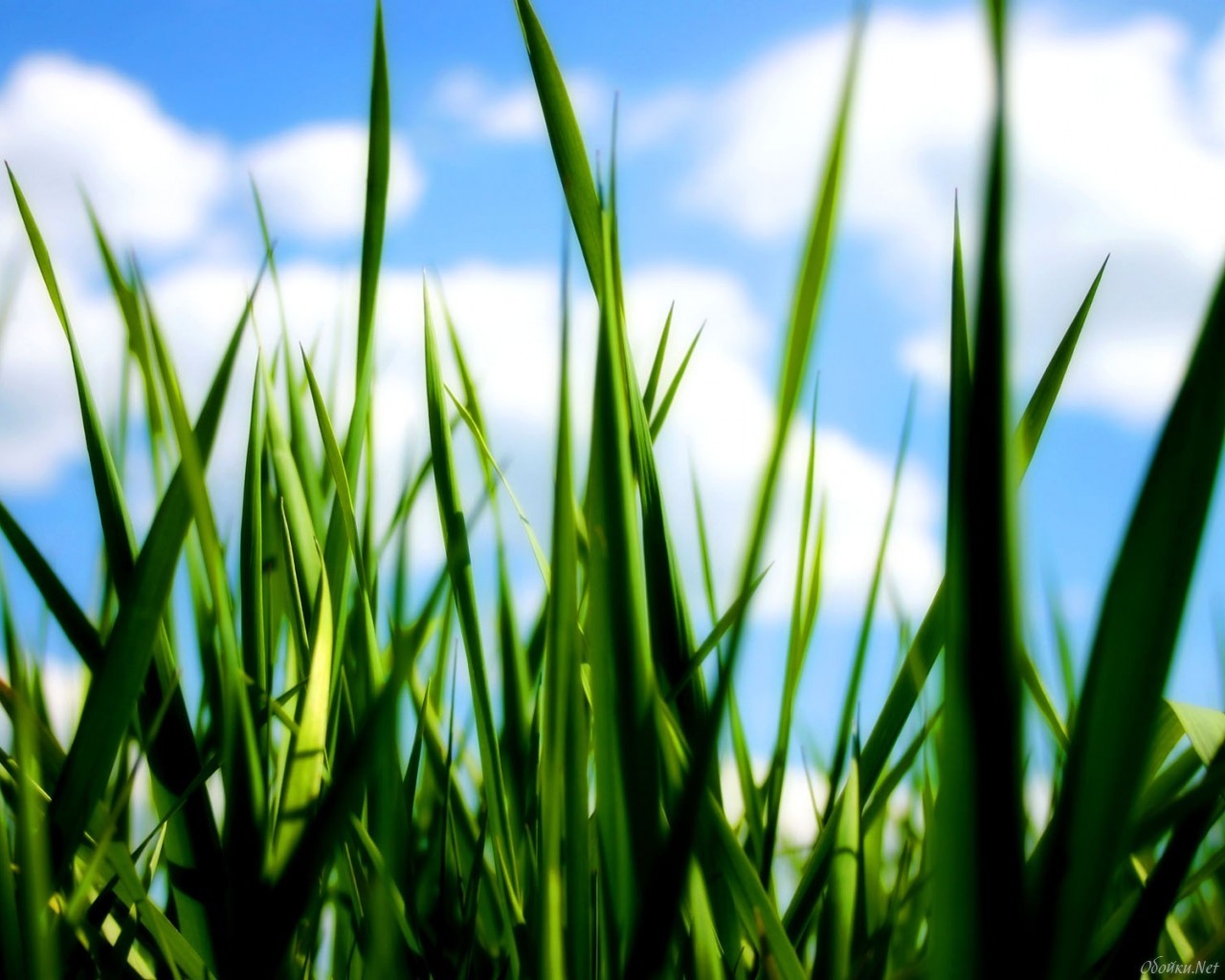 Download mobile wallpaper Plants, Grass, Sky for free.